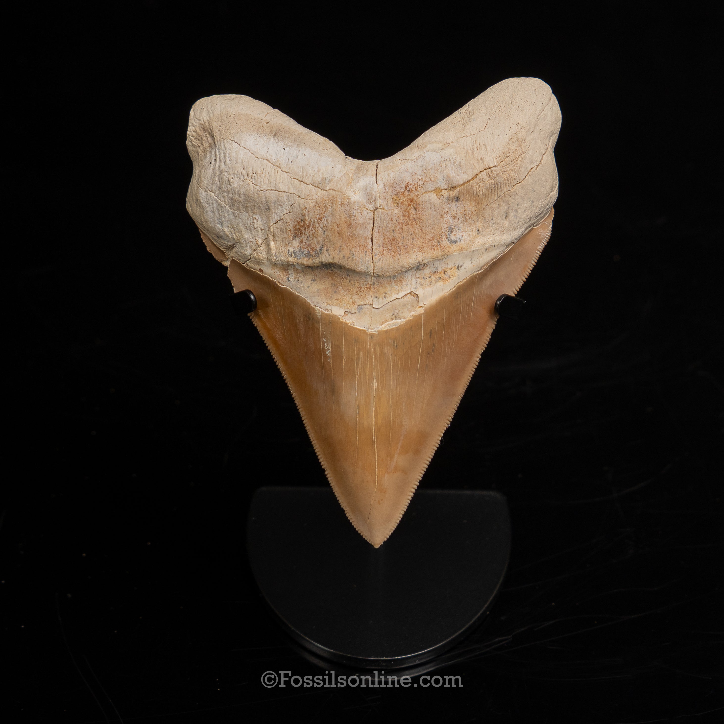 Stunning Megalodon 4.48" Peru