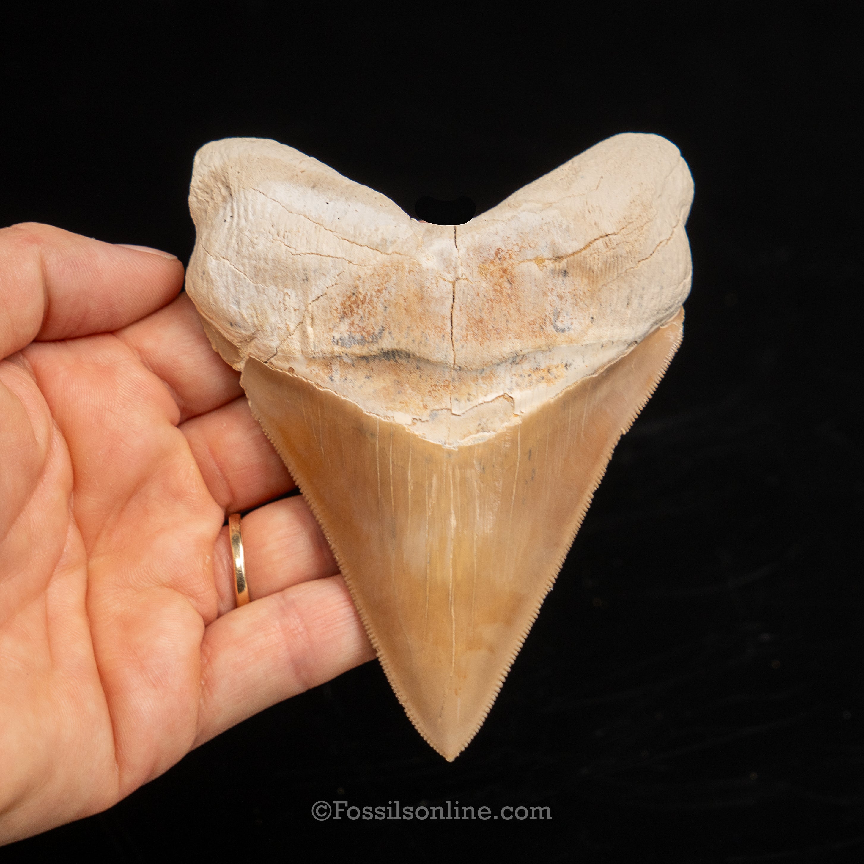 Stunning Megalodon 4.48" Peru