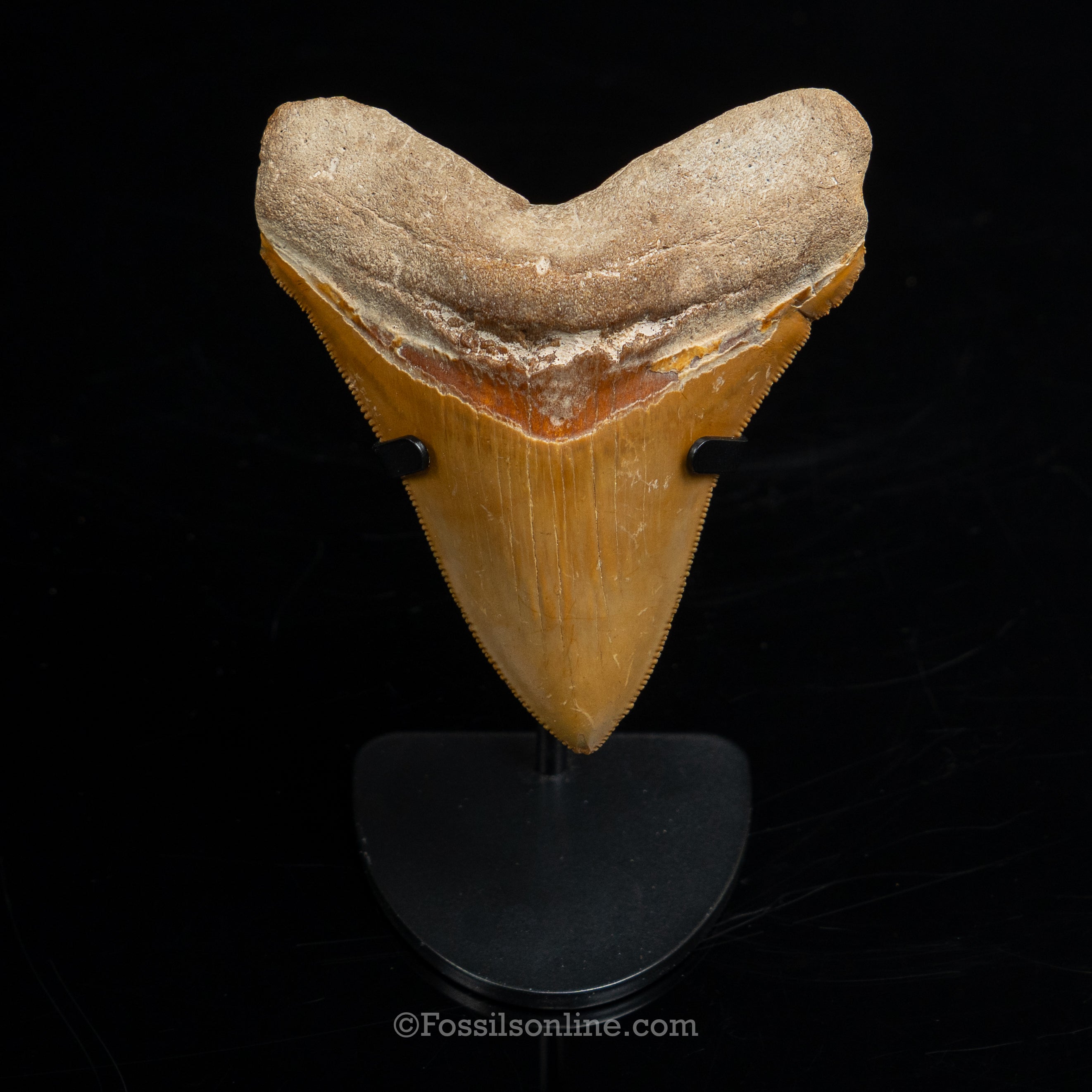 Bone Valley Megalodon 3.94"