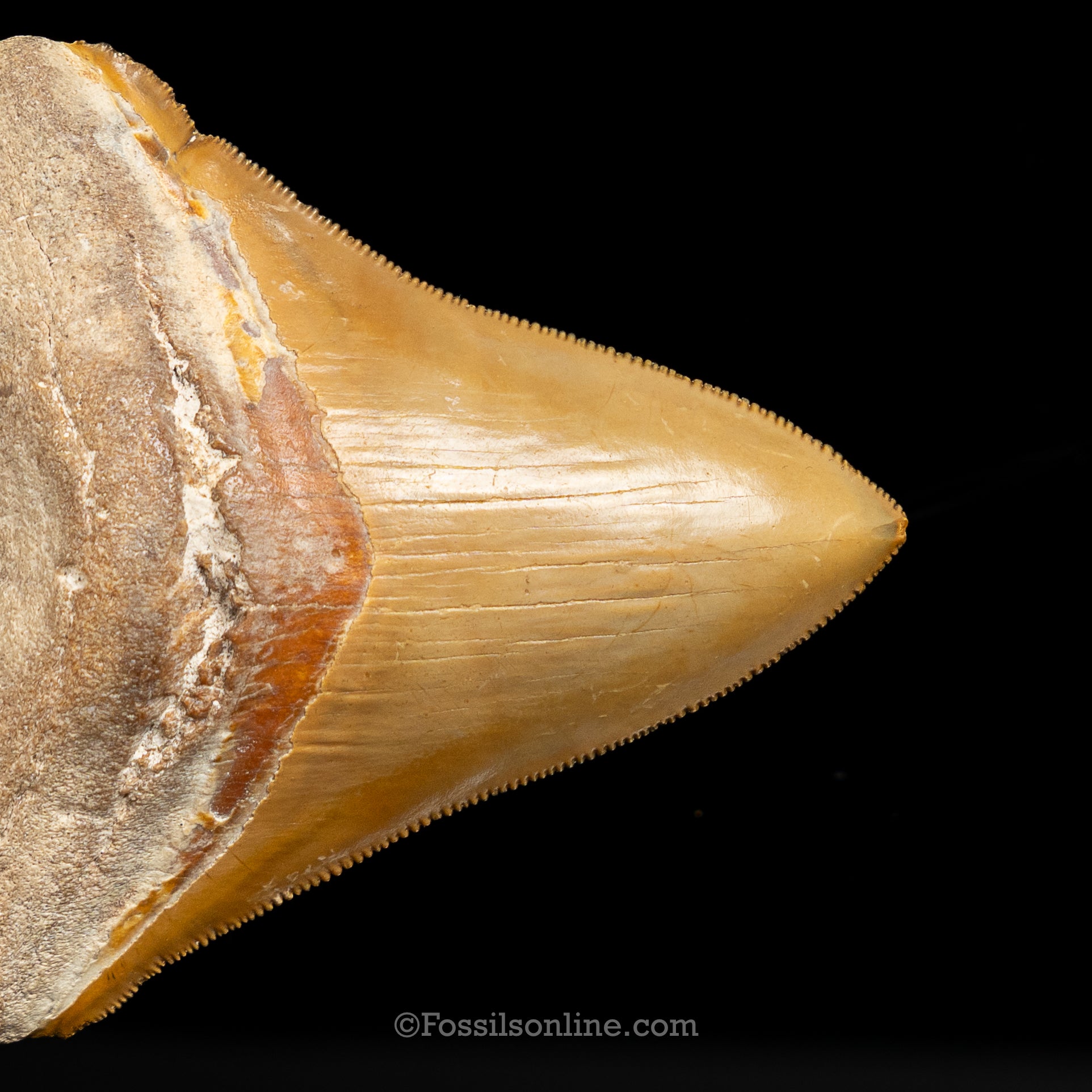 Bone Valley Megalodon 3.94"