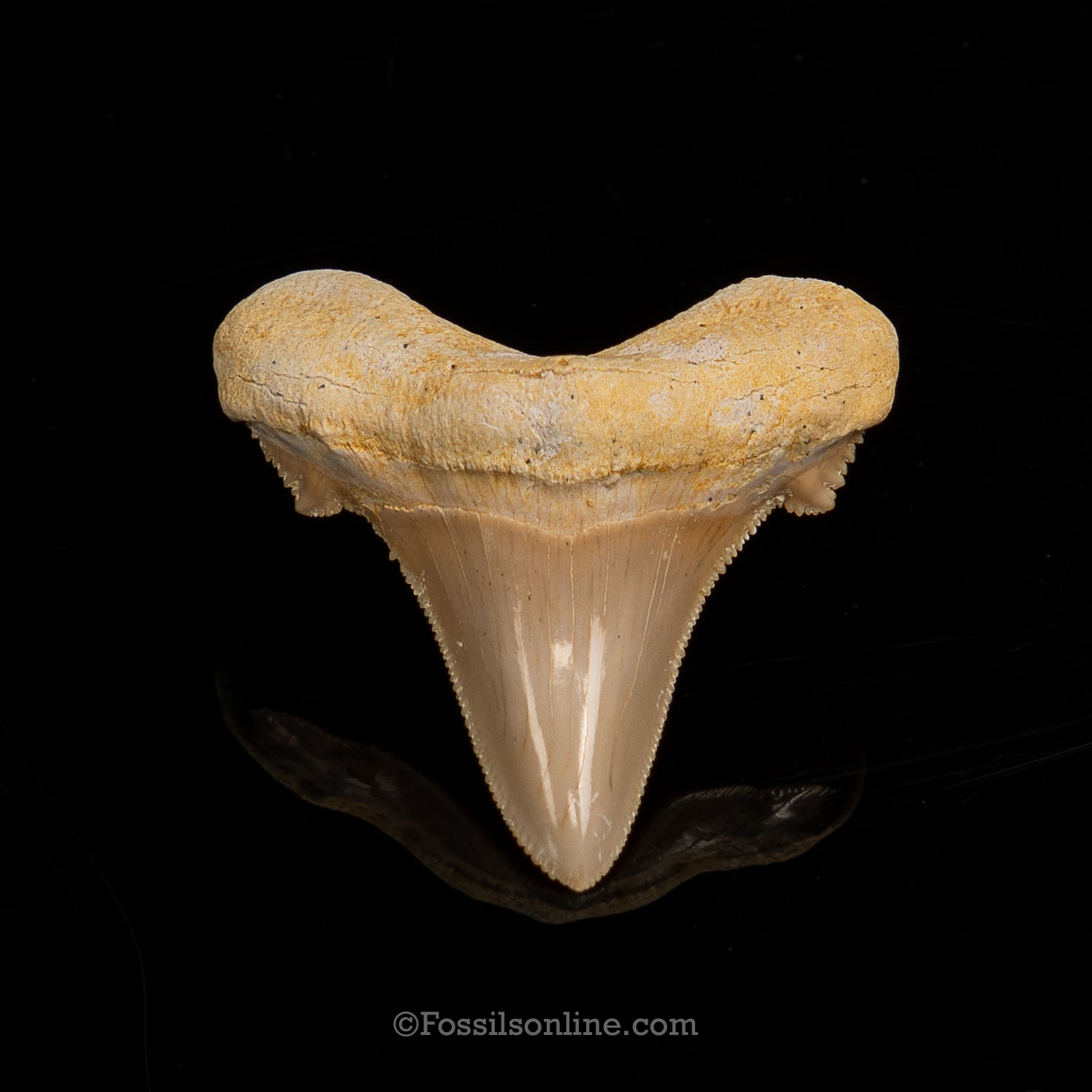 Carcharocles auriculatus 2.23" Morrocco