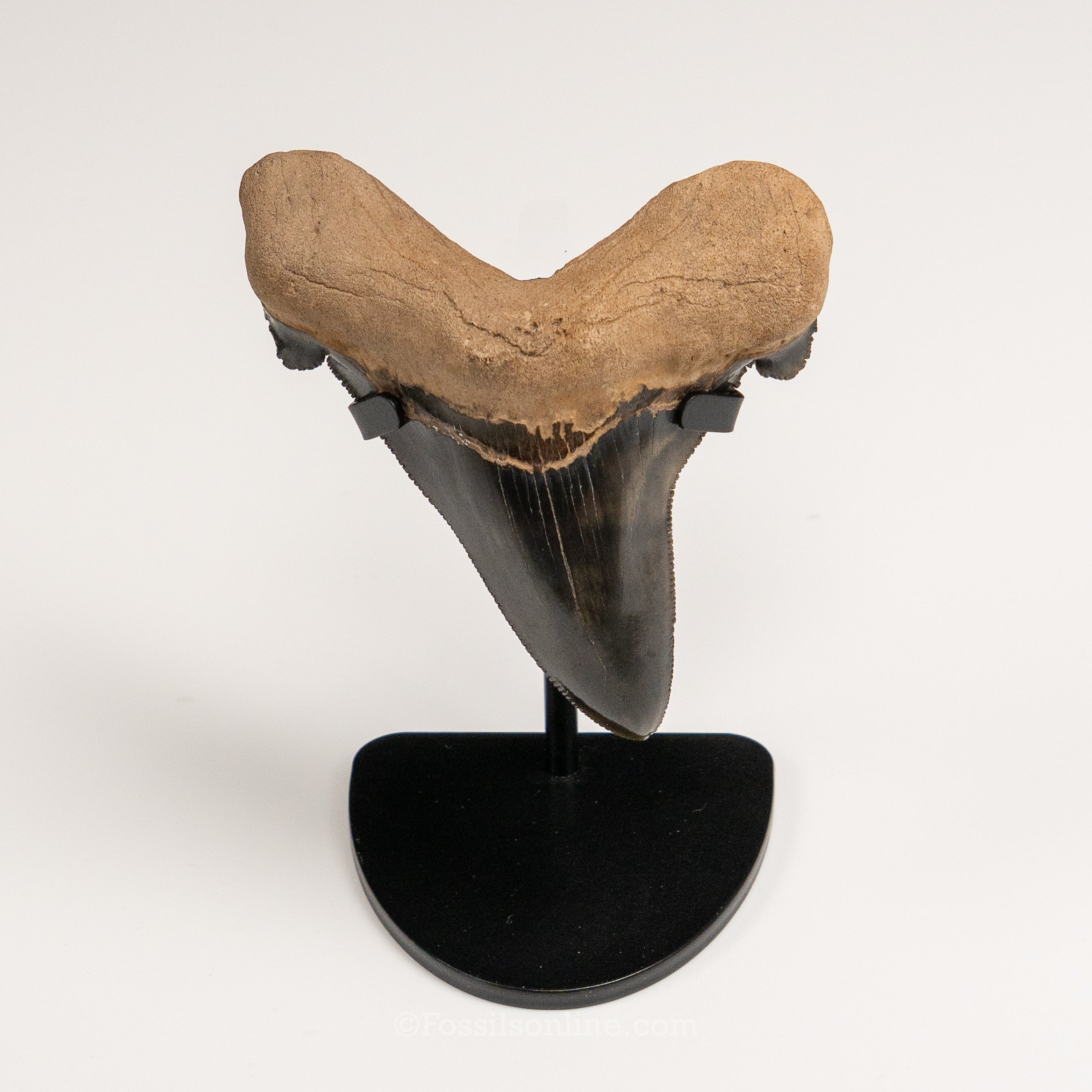 Carcharocles auriculatus 3.62"