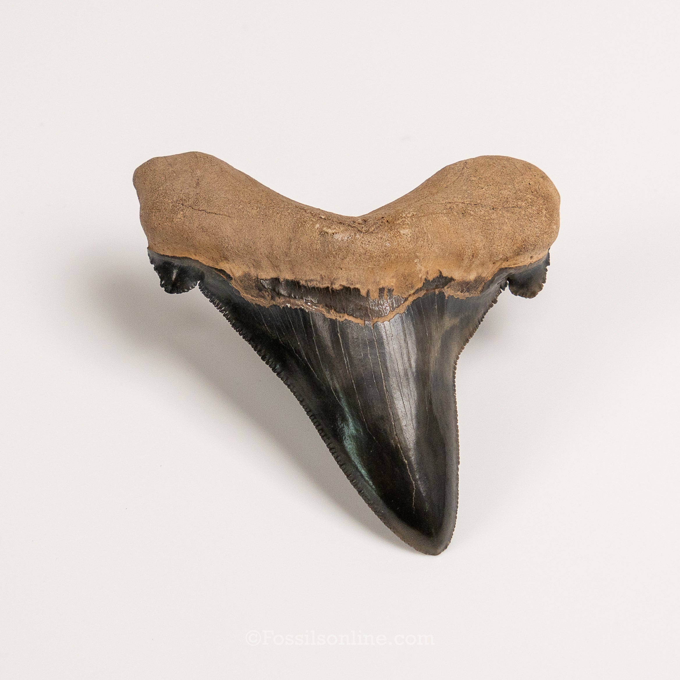 Carcharocles auriculatus 3.62"
