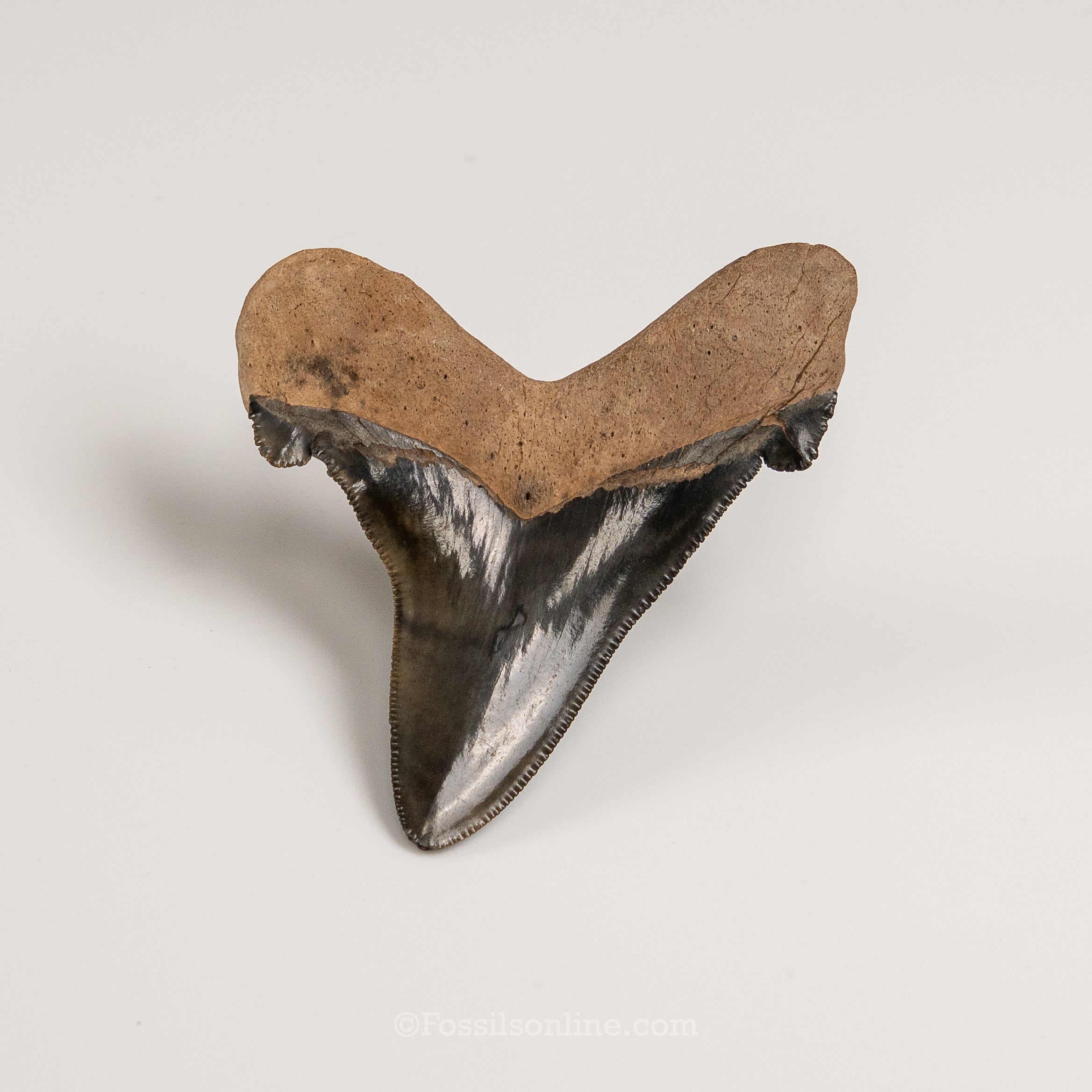 Carcharocles auriculatus 3.62"