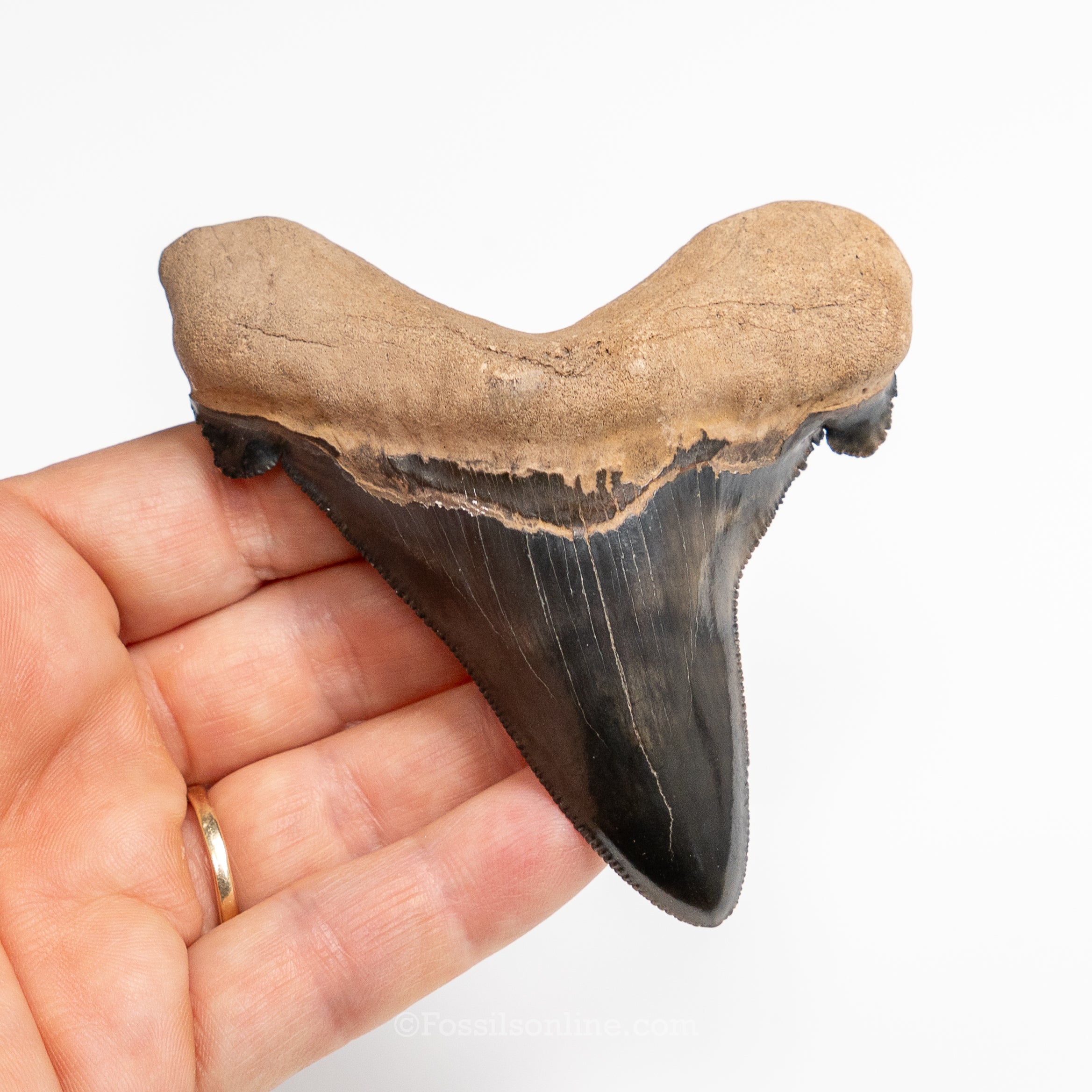 Carcharocles auriculatus 3.62"