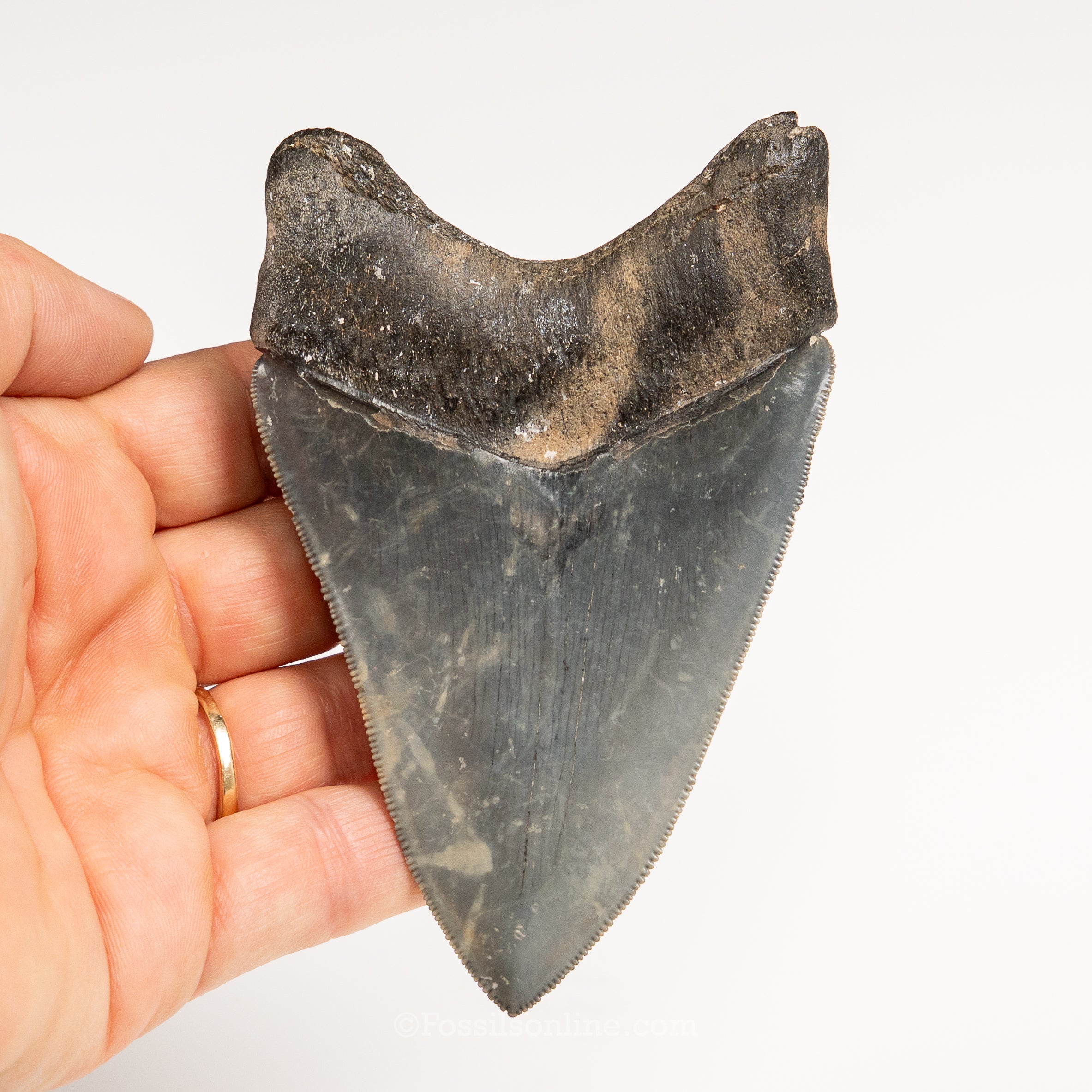Gem Venice Megalodon 4.17"