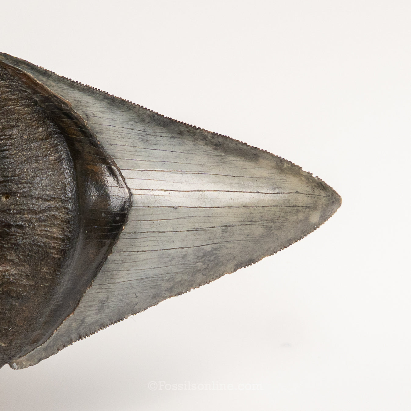 Gem Venice Megalodon 4.04"