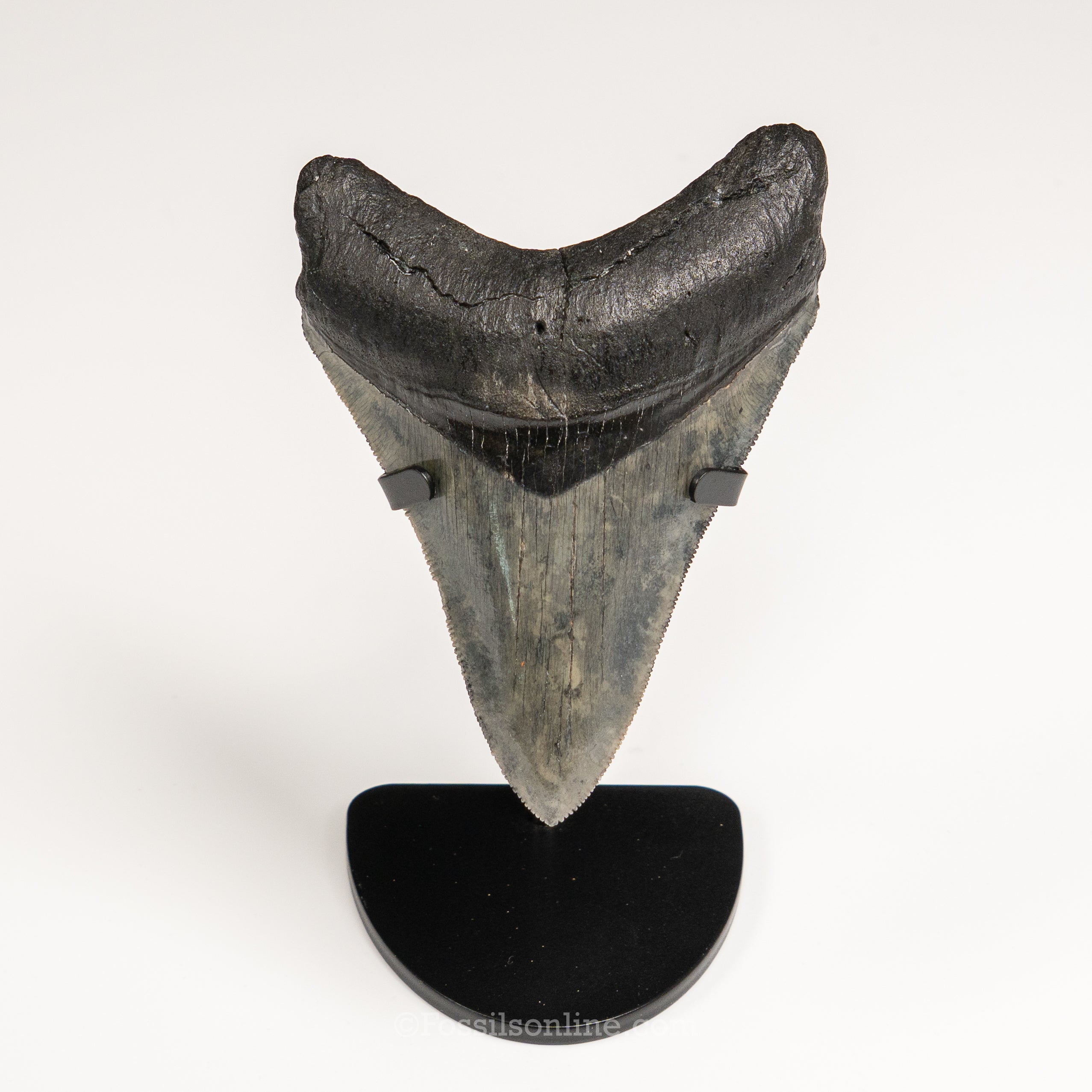 Gem Venice Megalodon 4.11"