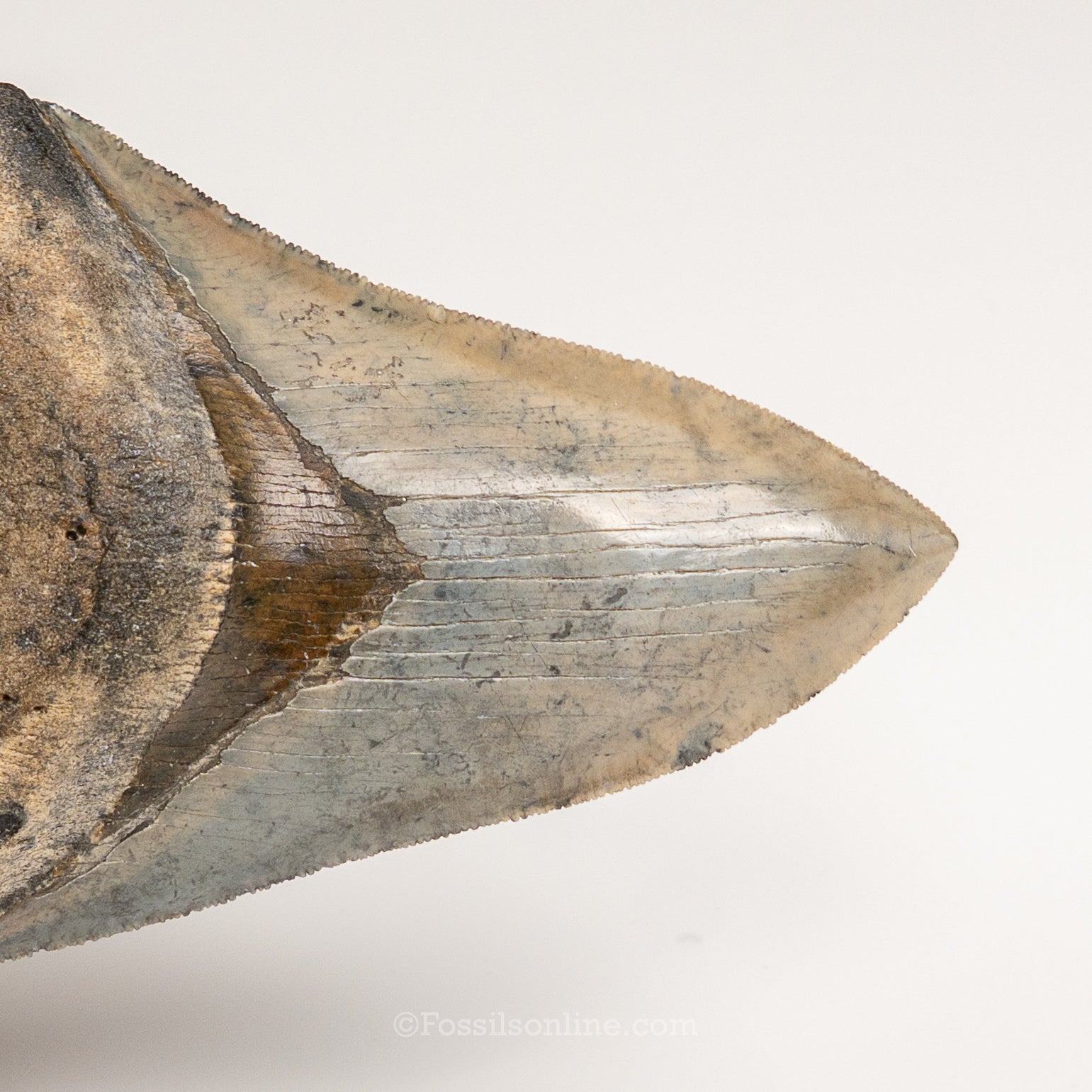 Gem Venice Megalodon 4.32"