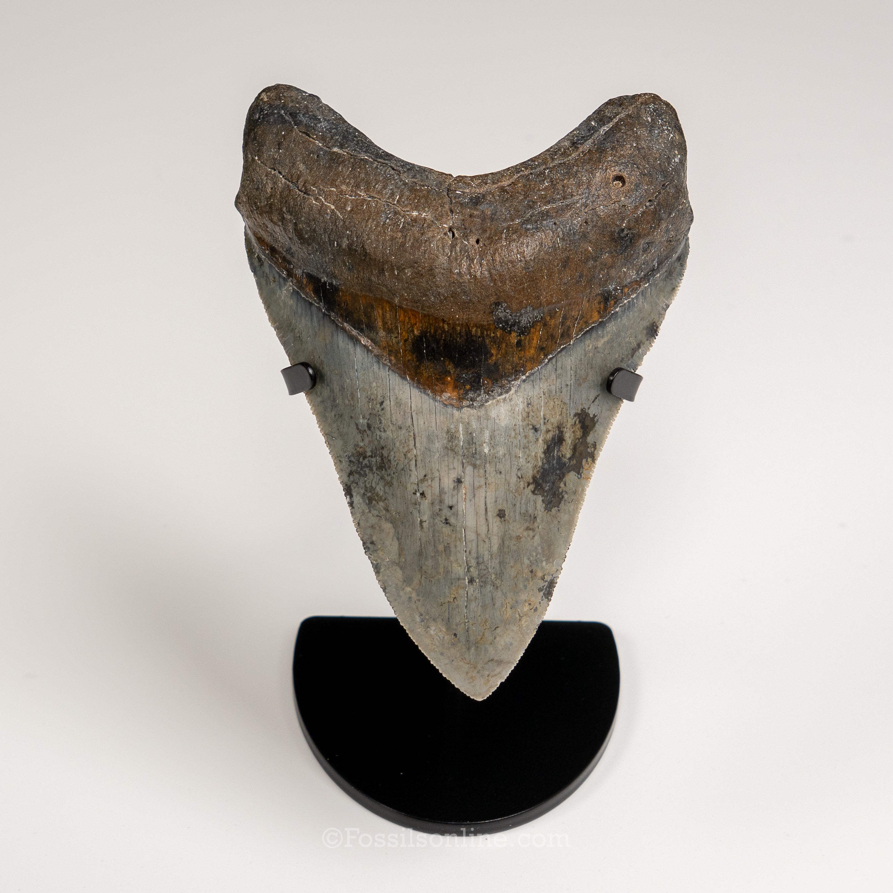 Gem Venice Megalodon 4.85"