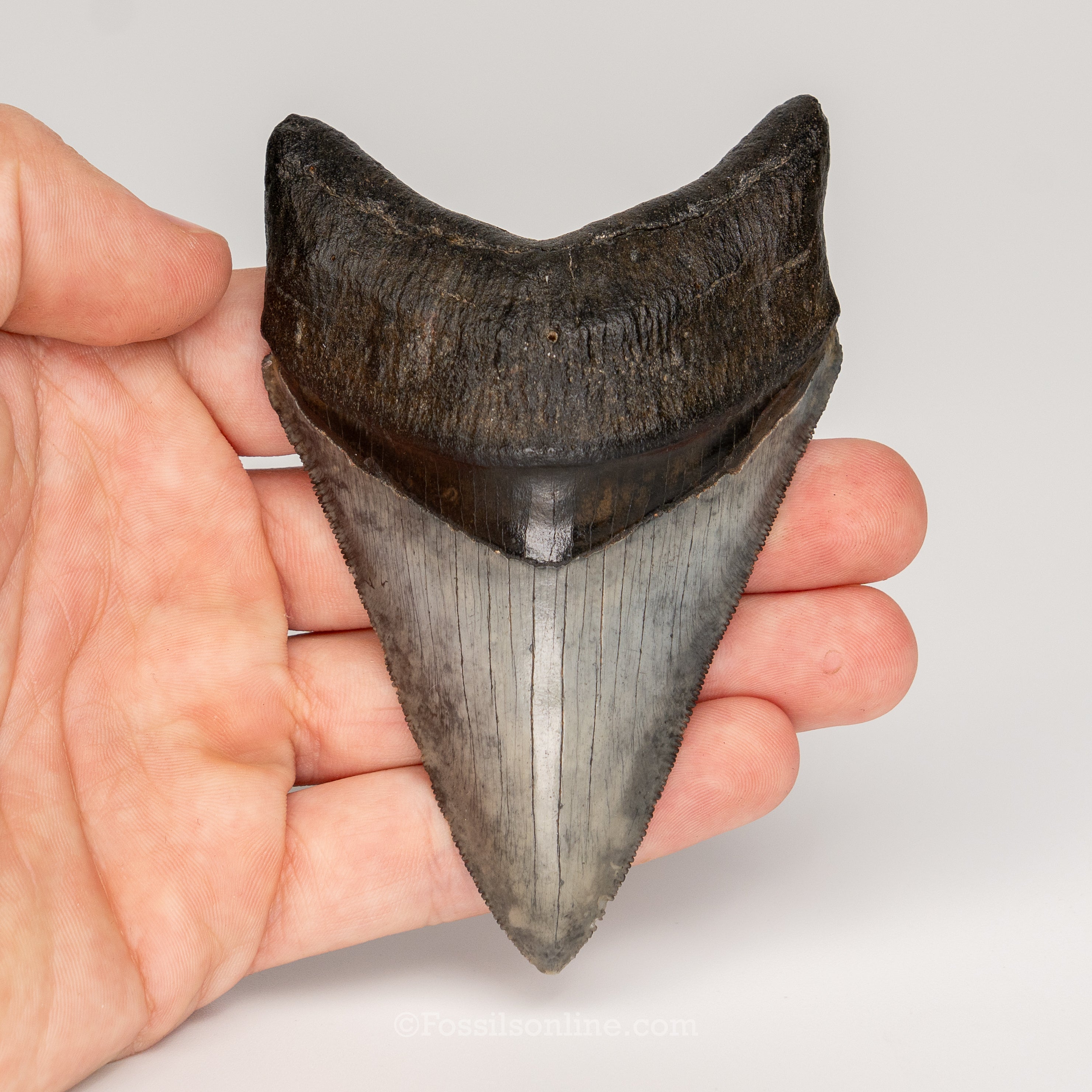 Gem Venice Megalodon 4.04"