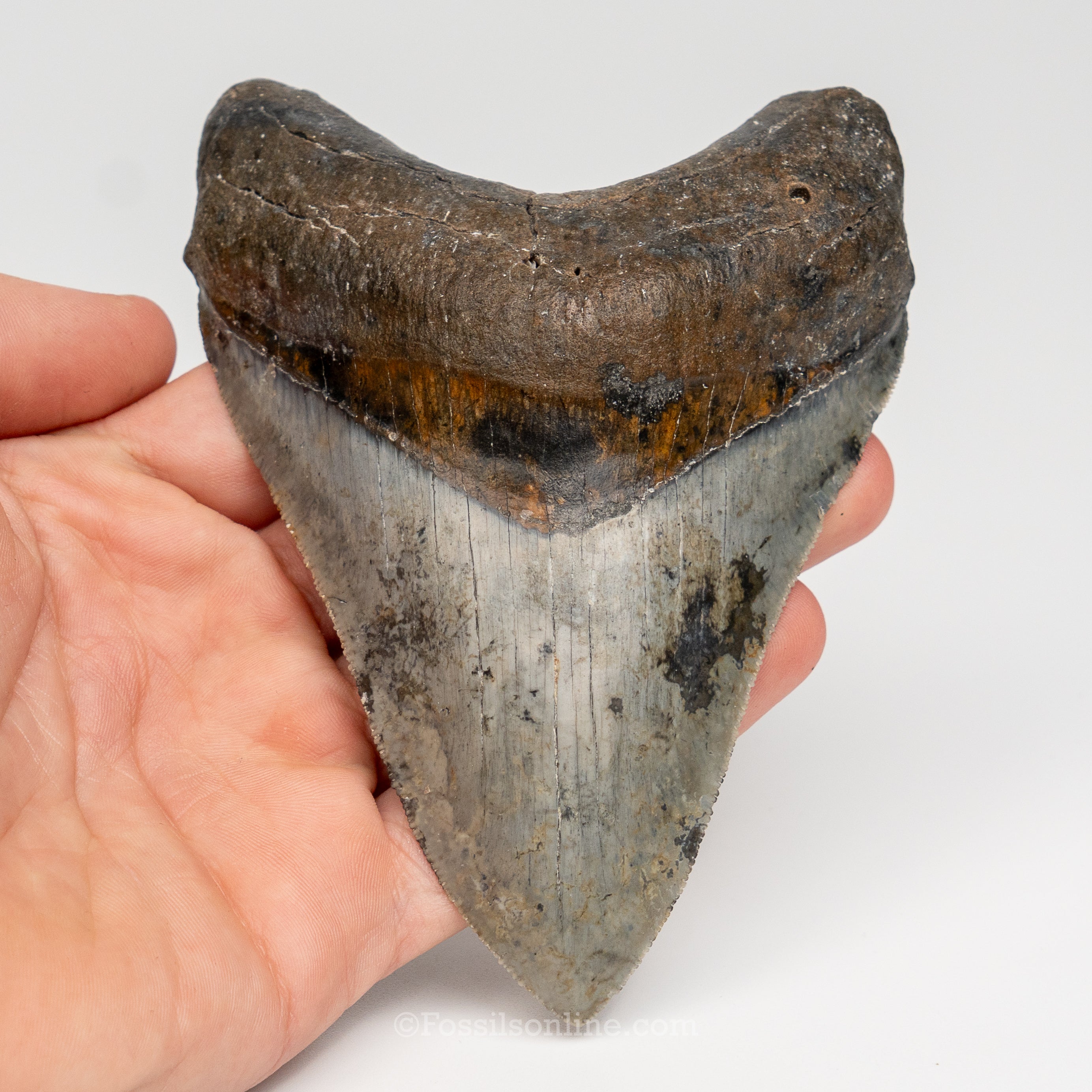 Gem Venice Megalodon 4.85"