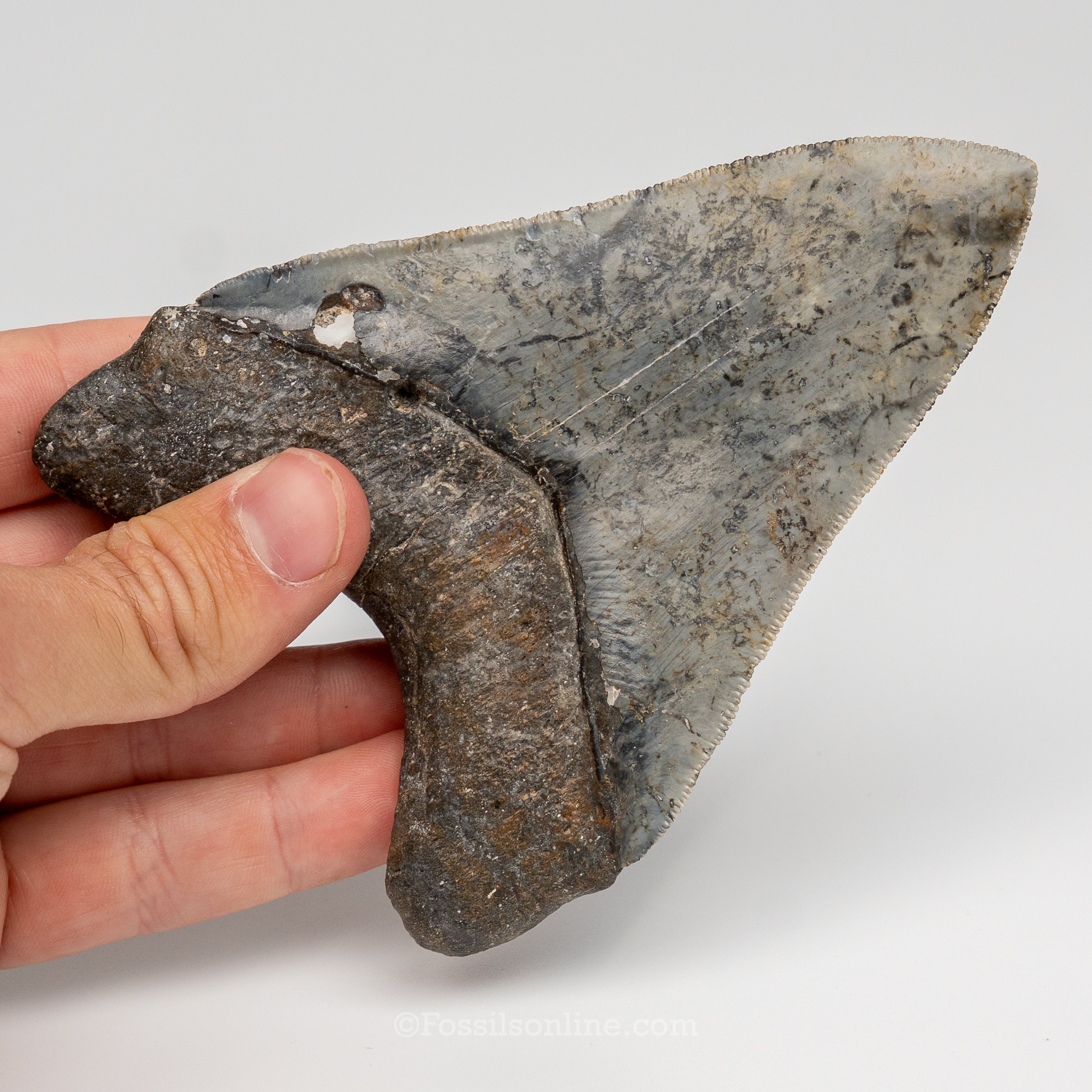 Gem Venice Megalodon 4.85"