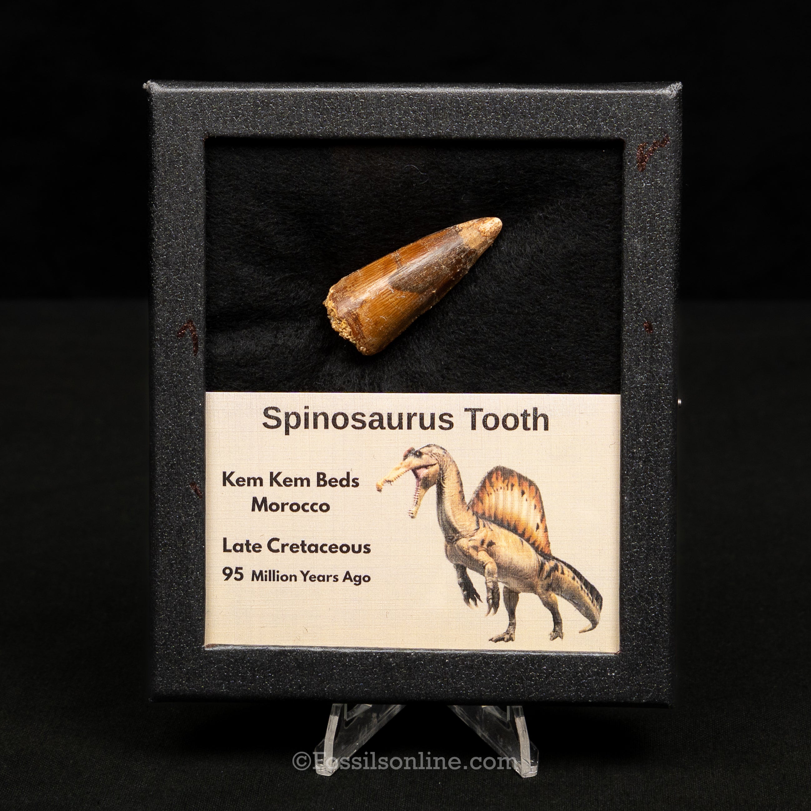 Spinosaurus Dinosaur Tooth Med Case