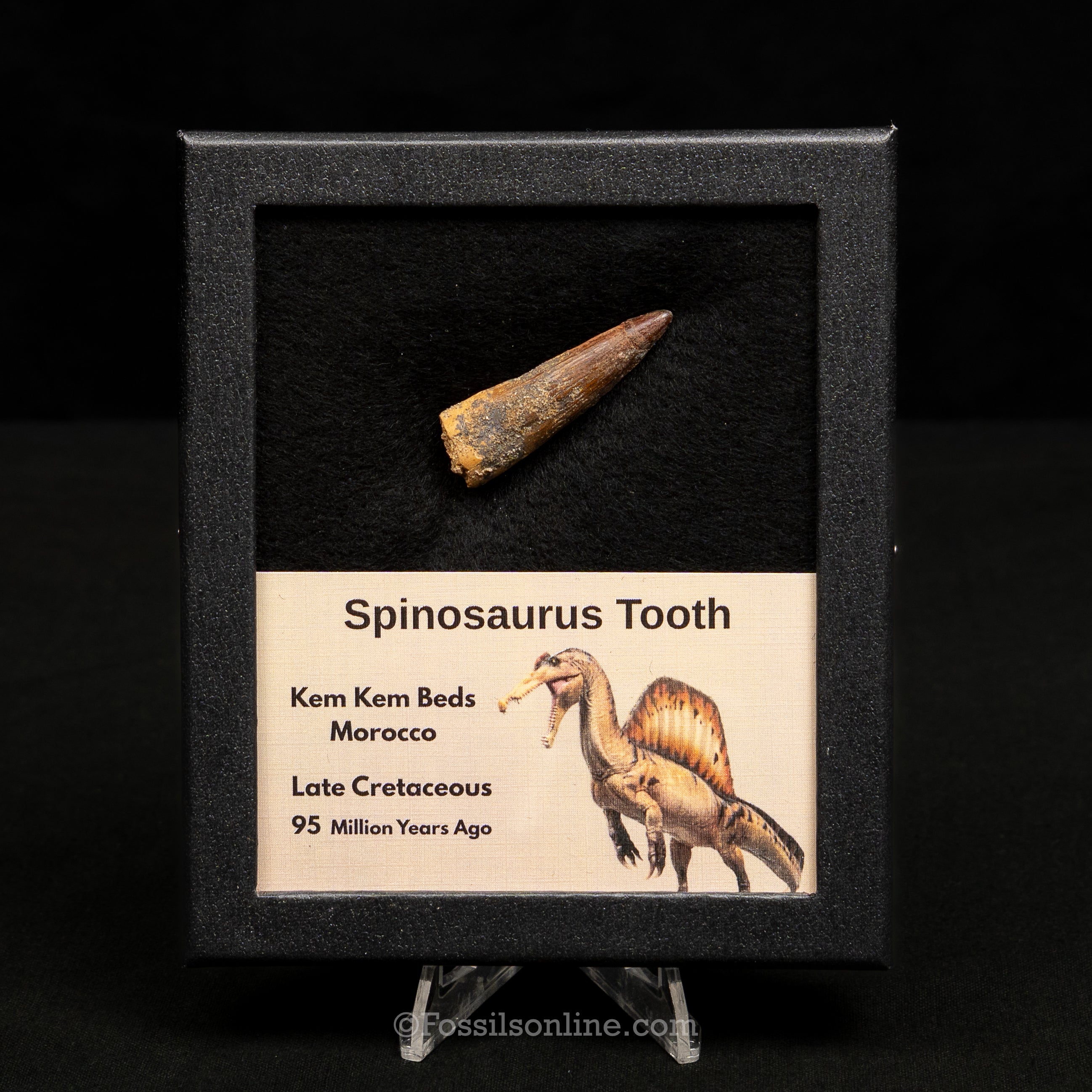 Spinosaurus Dinosaur Tooth Med Case