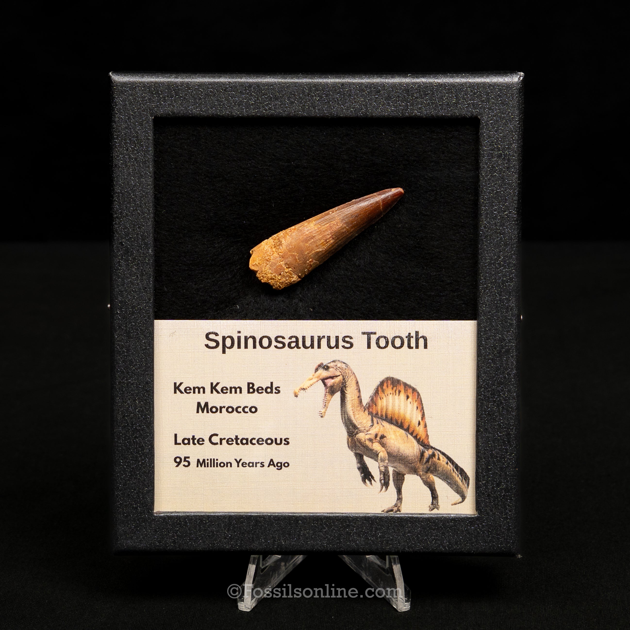 Spinosaurus Dinosaur Tooth Med Case