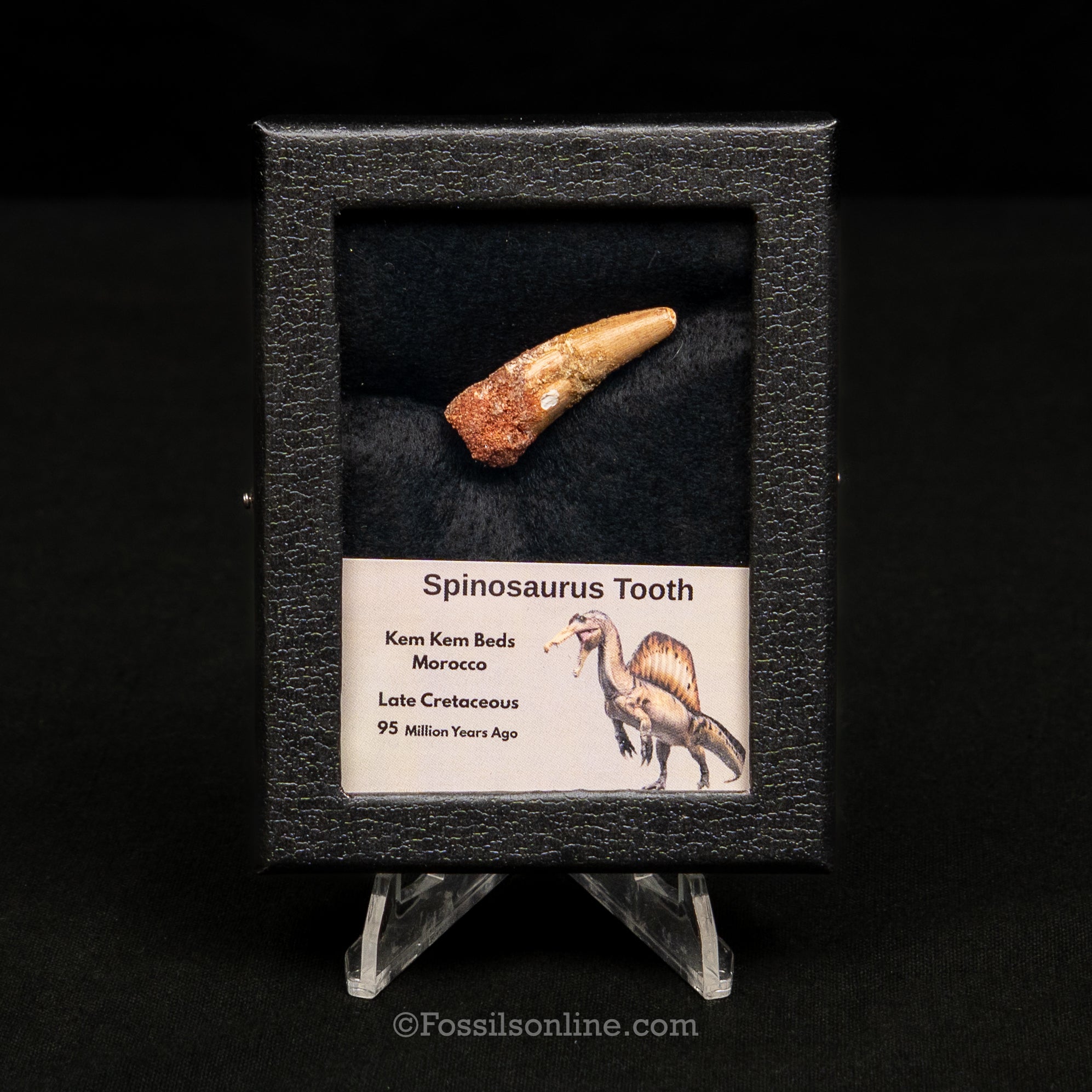 Spinosaurus Dinosaur Tooth Sm Case