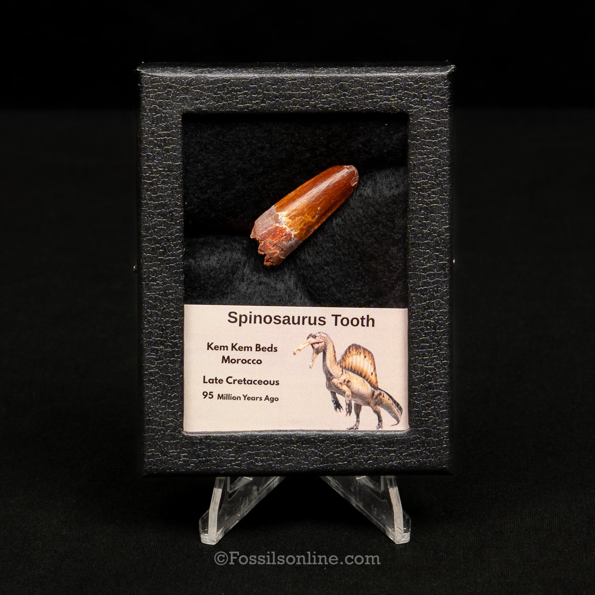 Spinosaurus Dinosaur Tooth Sm Case