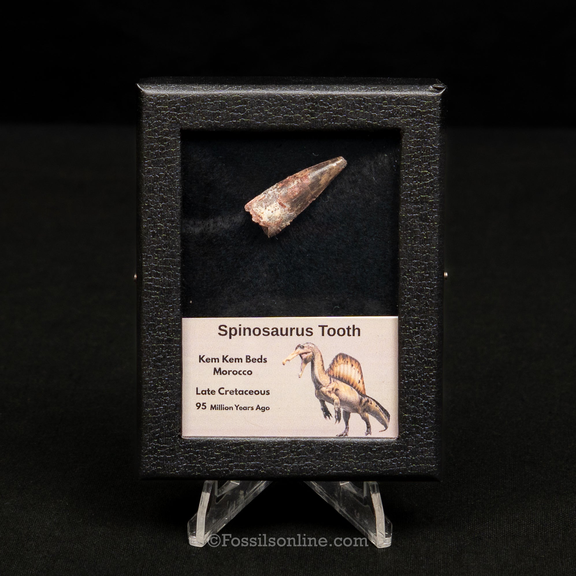 Spinosaurus Dinosaur Tooth Sm Case