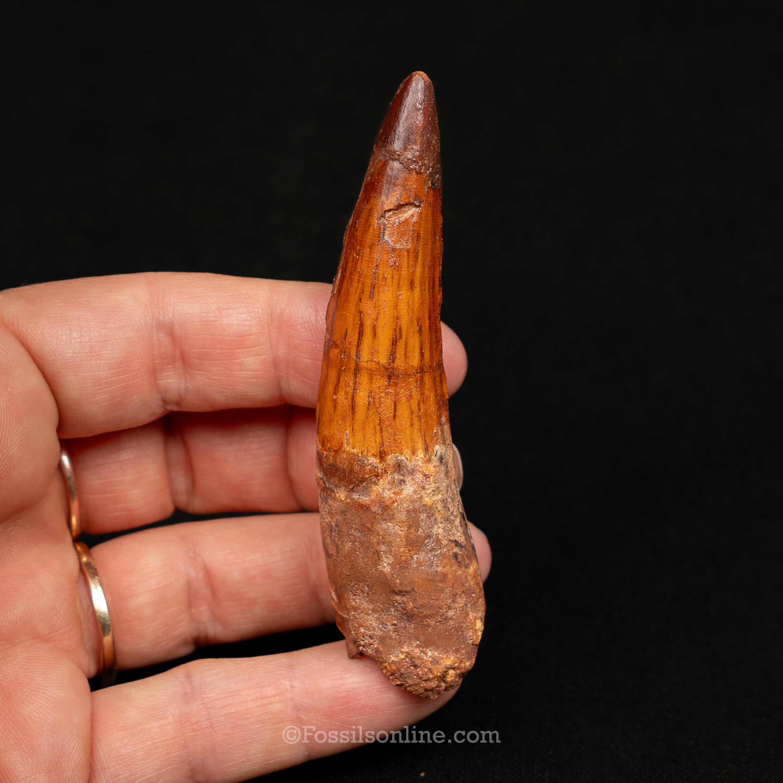 Spinosaurus Dinosaur Tooth Lg Case