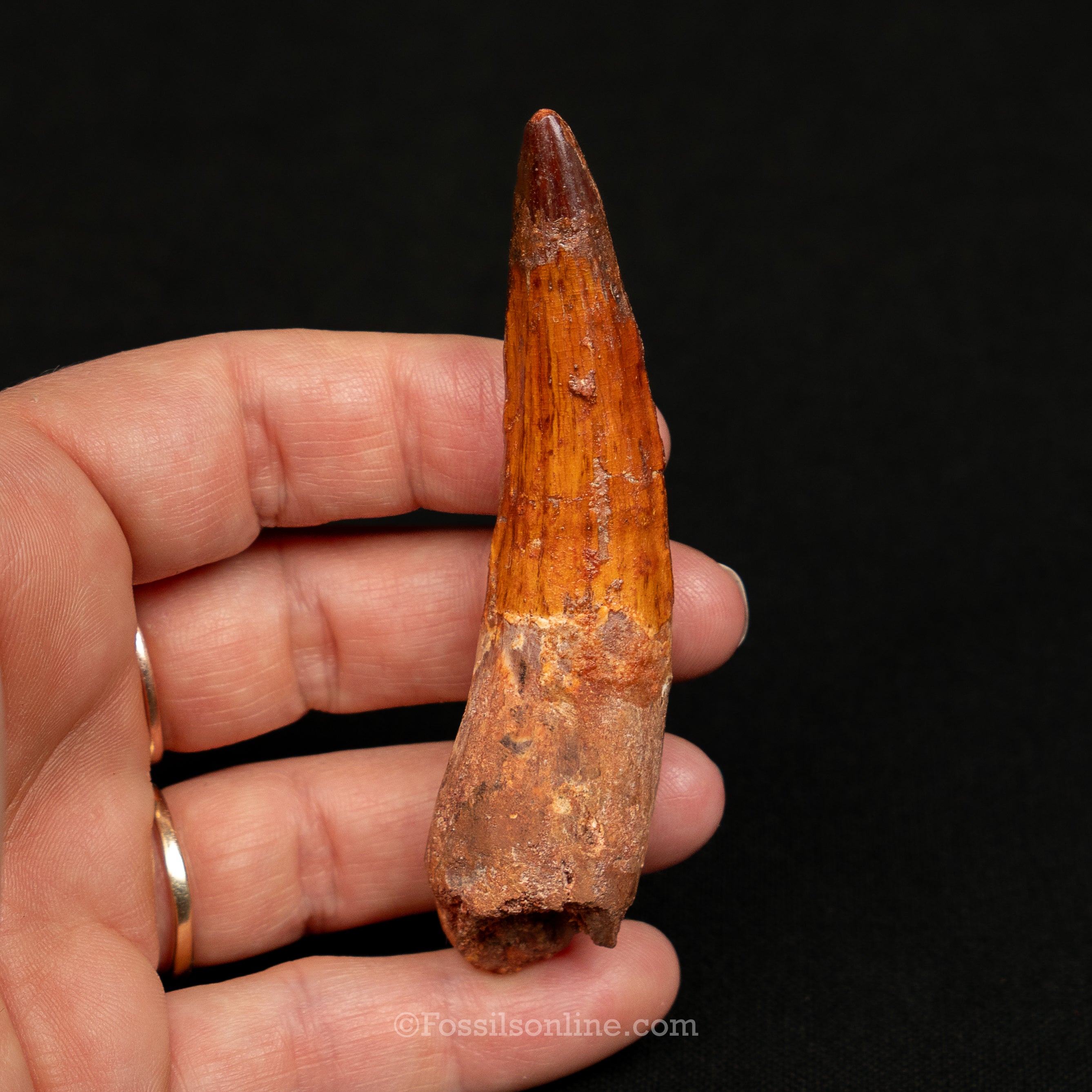 Spinosaurus Dinosaur Tooth Lg Case