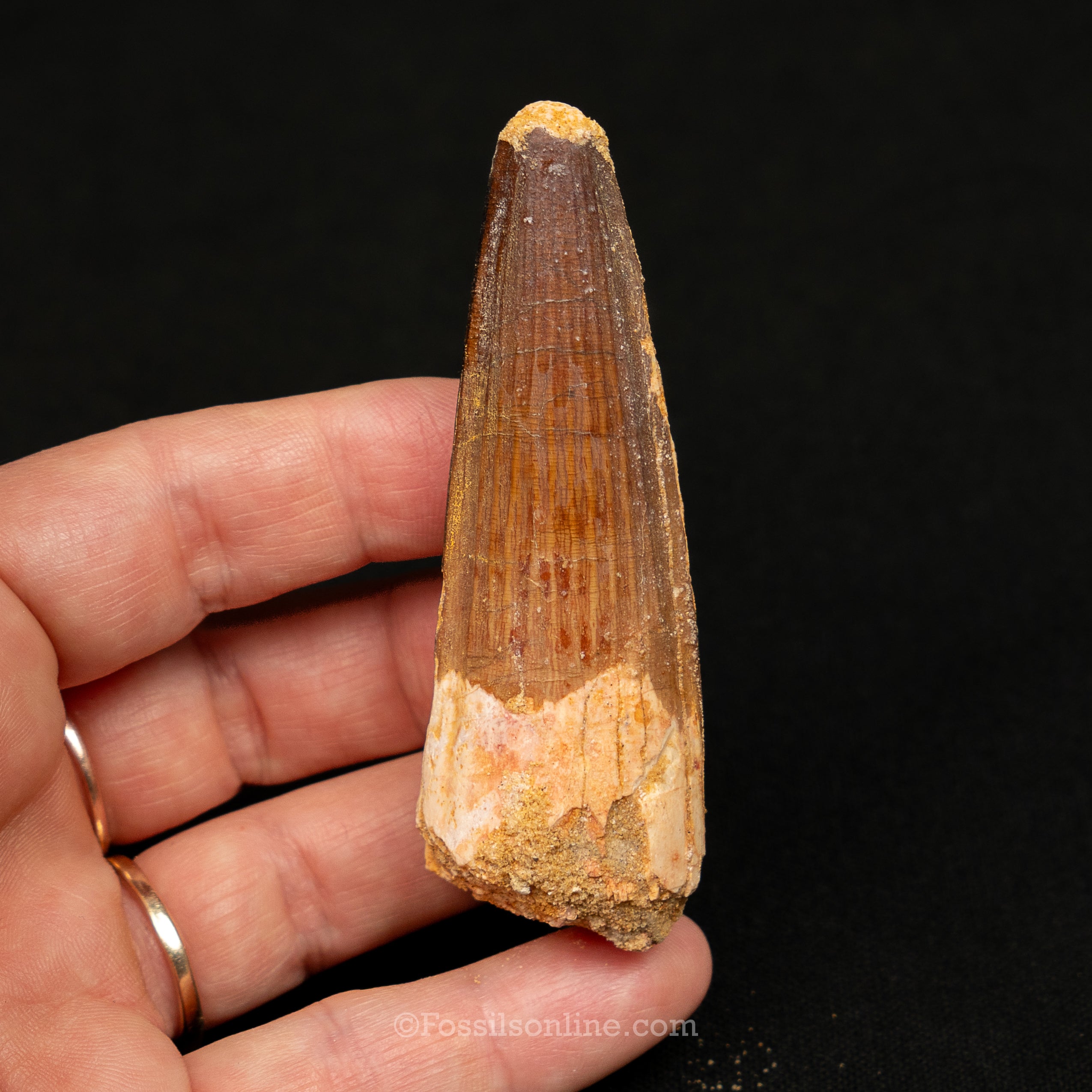 Spinosaurus Dinosaur Tooth Lg Case
