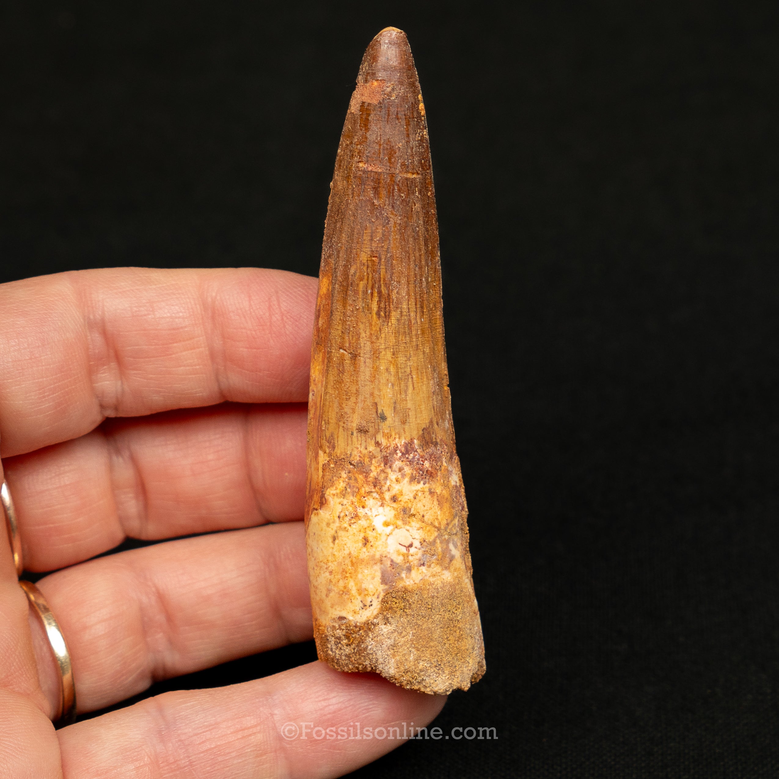 Spinosaurus Dinosaur Tooth Lg Case
