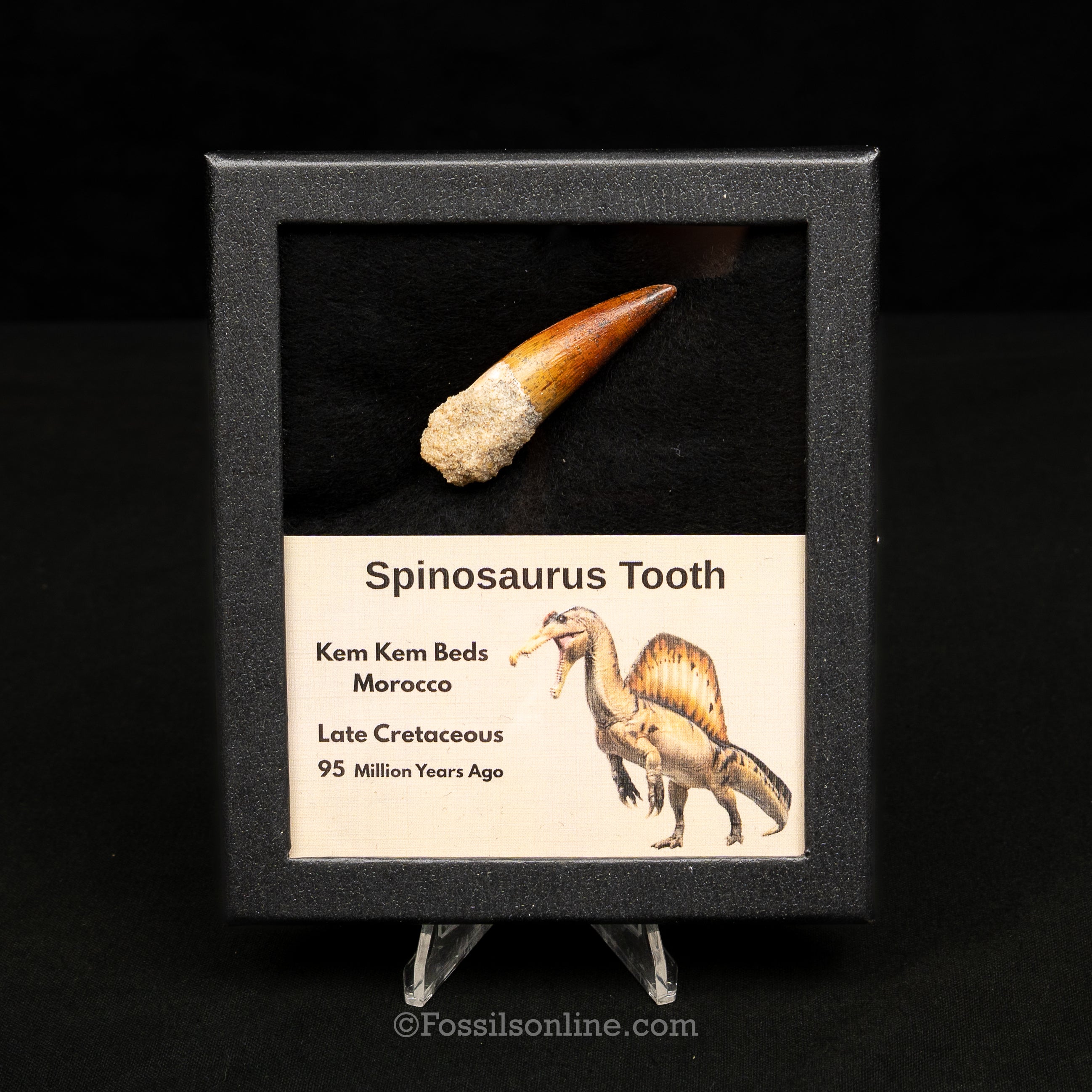 Spinosaurus Dinosaur Tooth Med Case