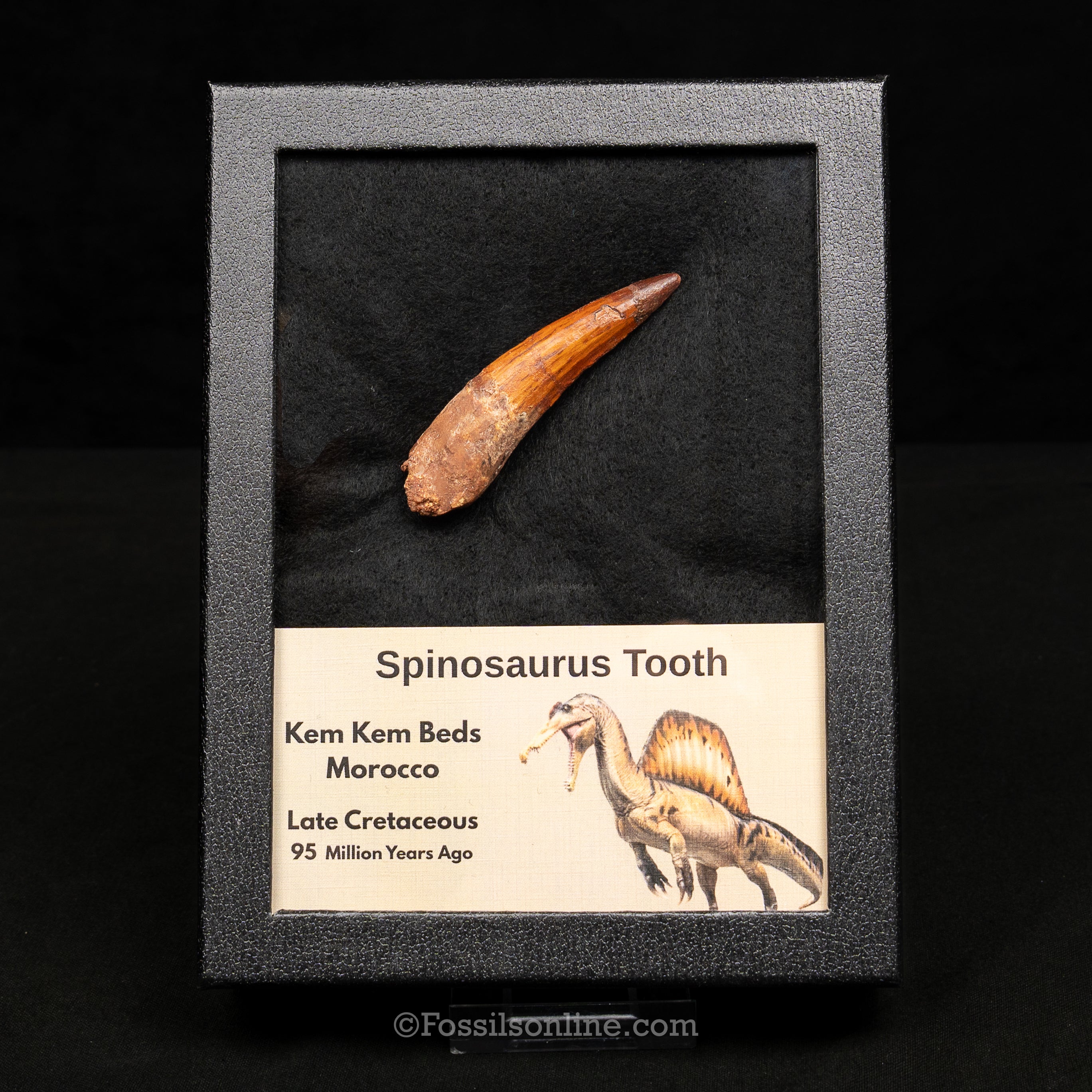 Spinosaurus Dinosaur Tooth Lg Case