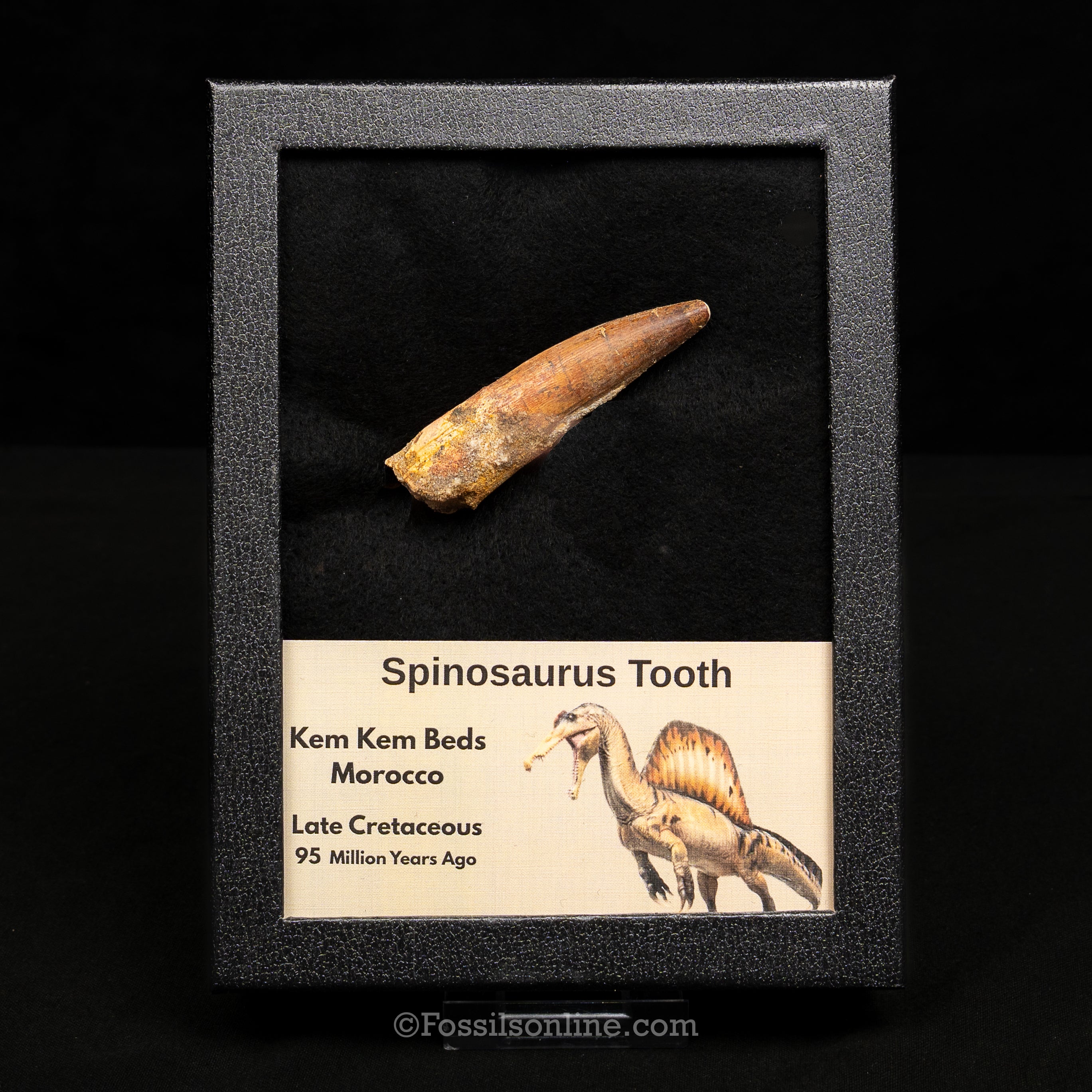 Spinosaurus Dinosaur Tooth Lg Case