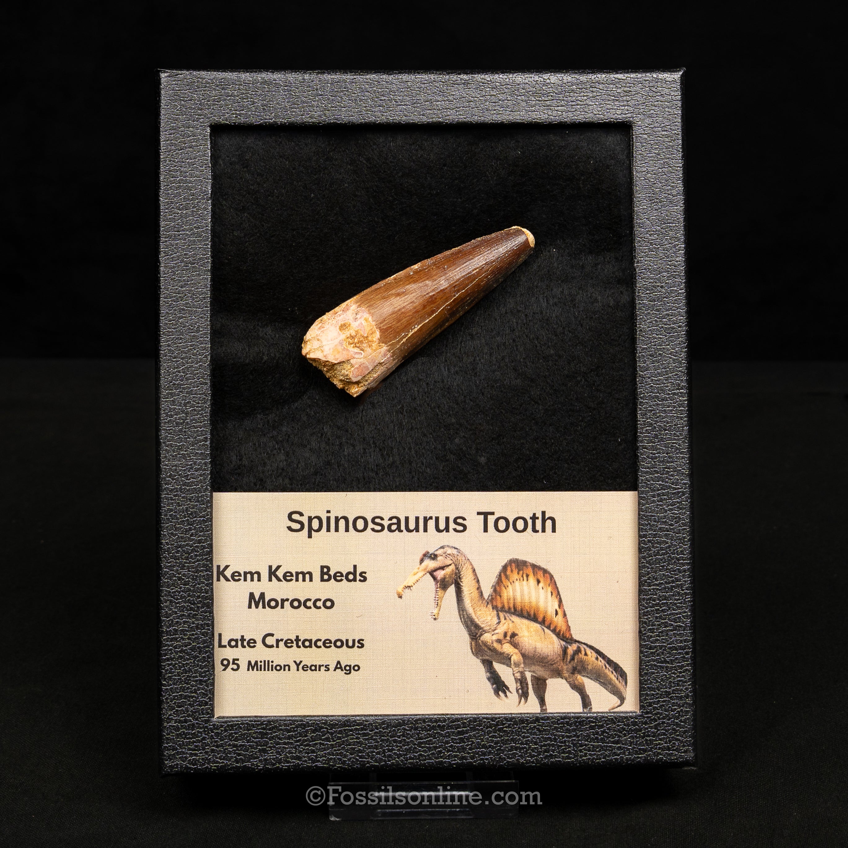 Spinosaurus Dinosaur Tooth Lg Case