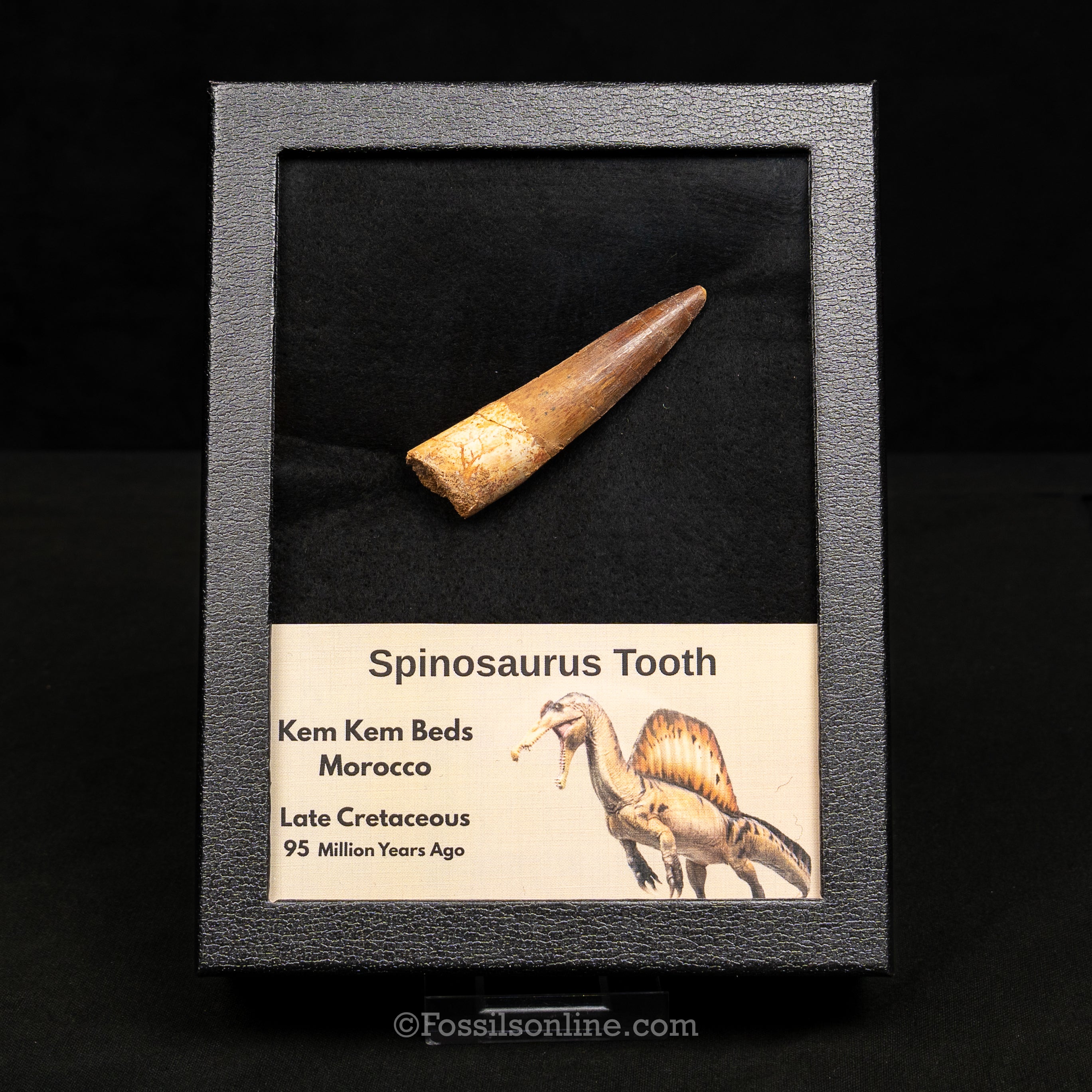 Spinosaurus Dinosaur Tooth Lg Case
