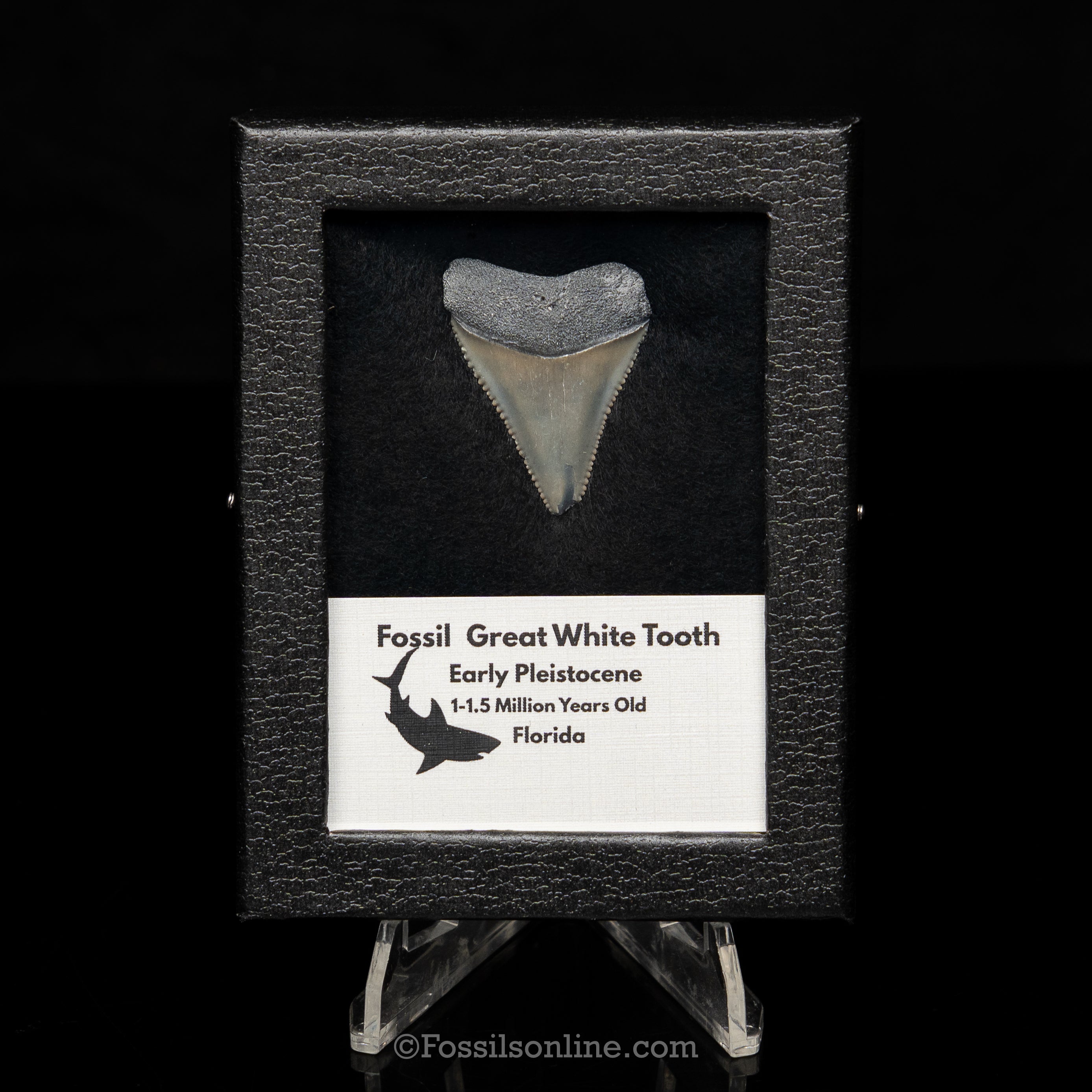Florida Fossil Great White Tooth in Display Case