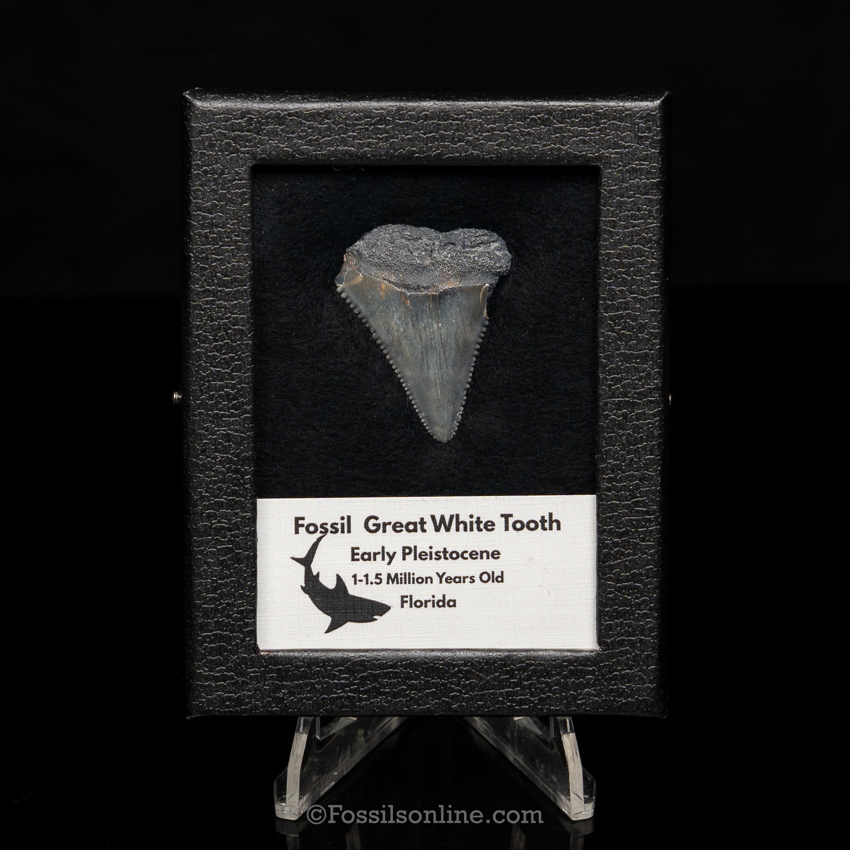 Florida Fossil Great White Tooth in Display Case