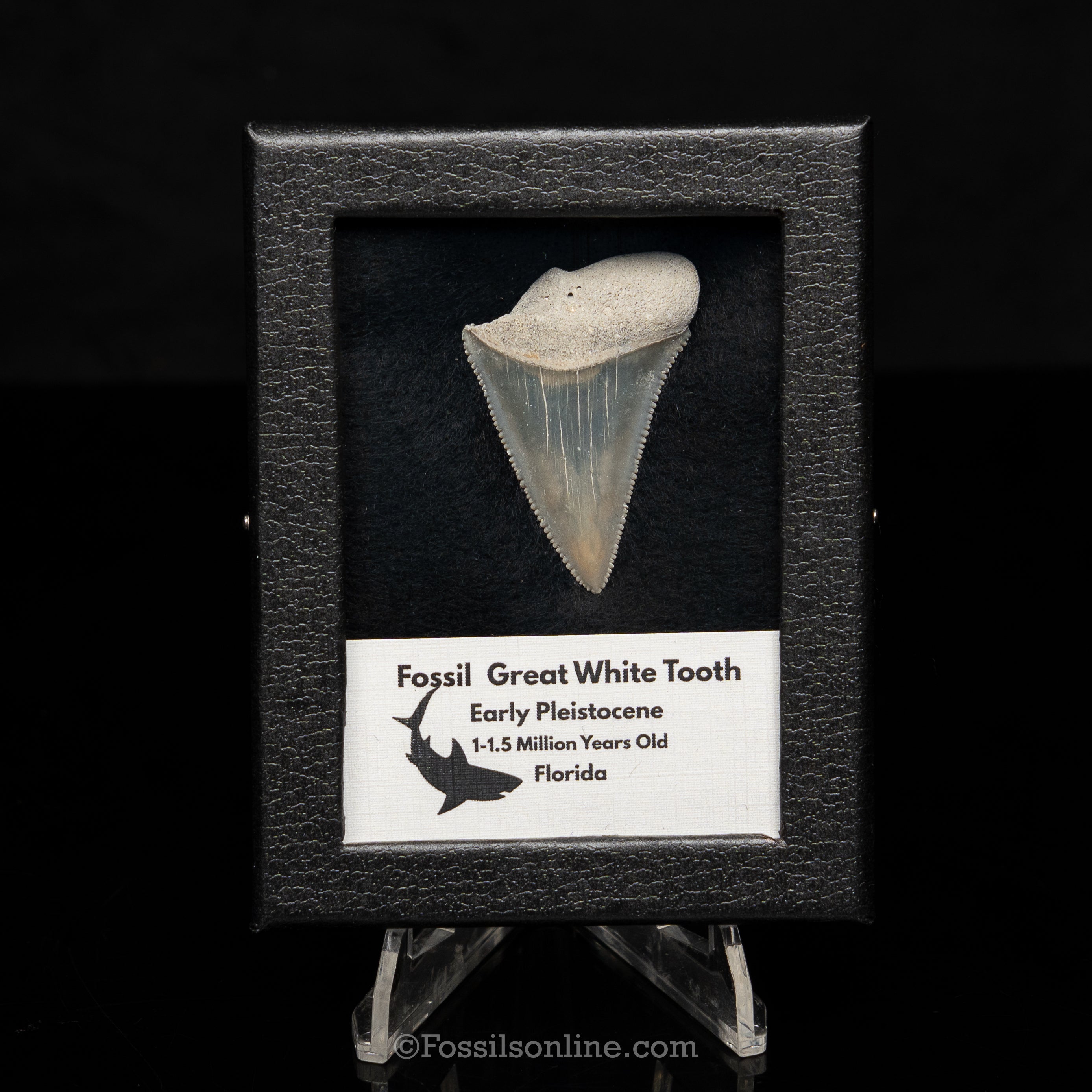 Florida Fossil Great White Tooth in Display Case