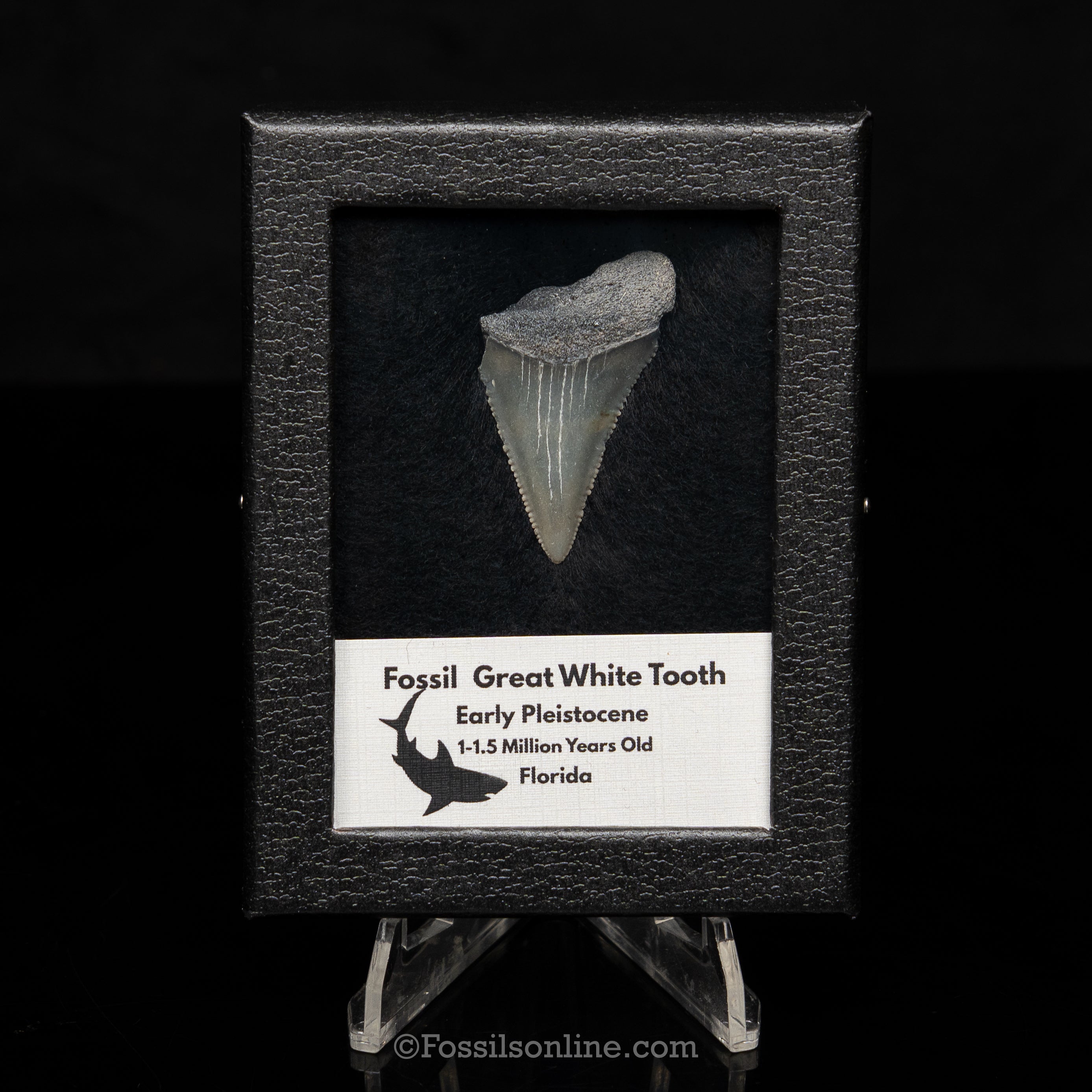 Florida Fossil Great White Tooth in Display Case