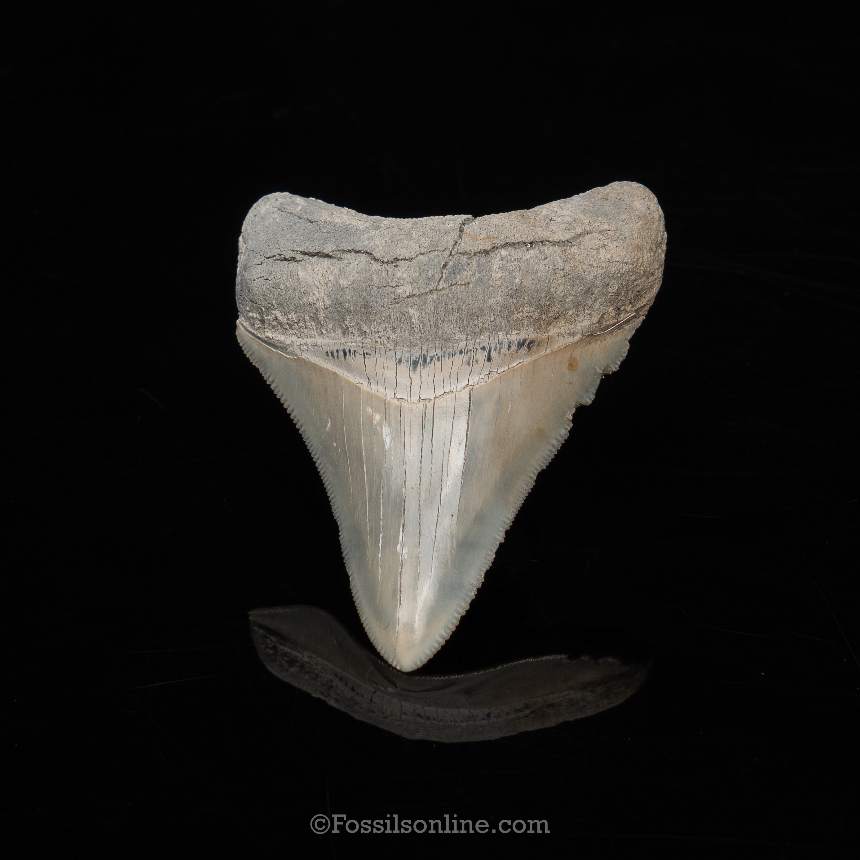 Lee Creek Megalodon 3.22"