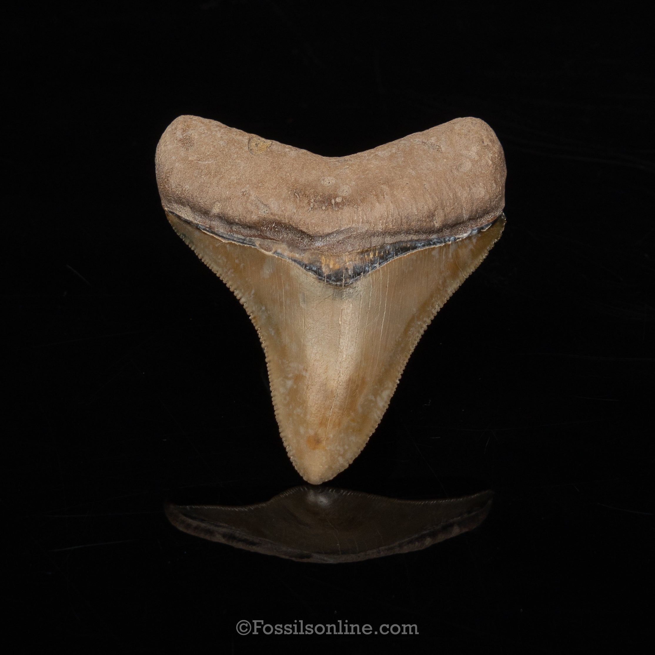 Bone Valley Megalodon 2.52"