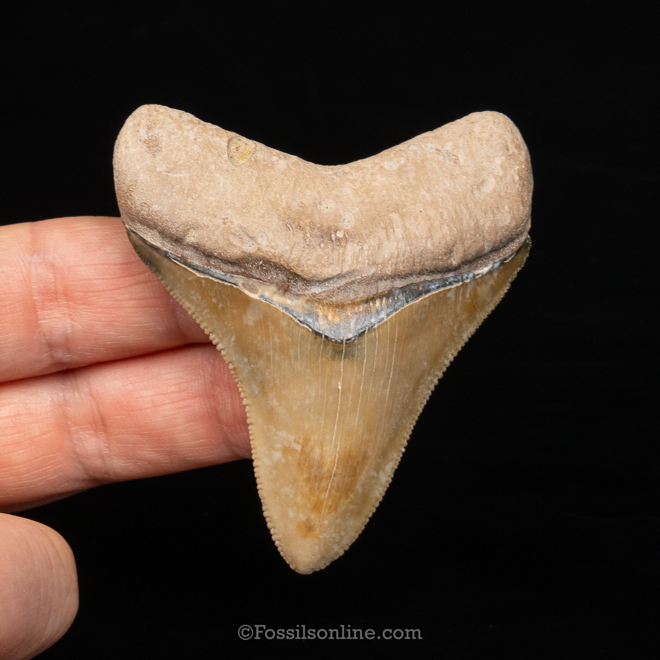 Bone Valley Megalodon 2.52"