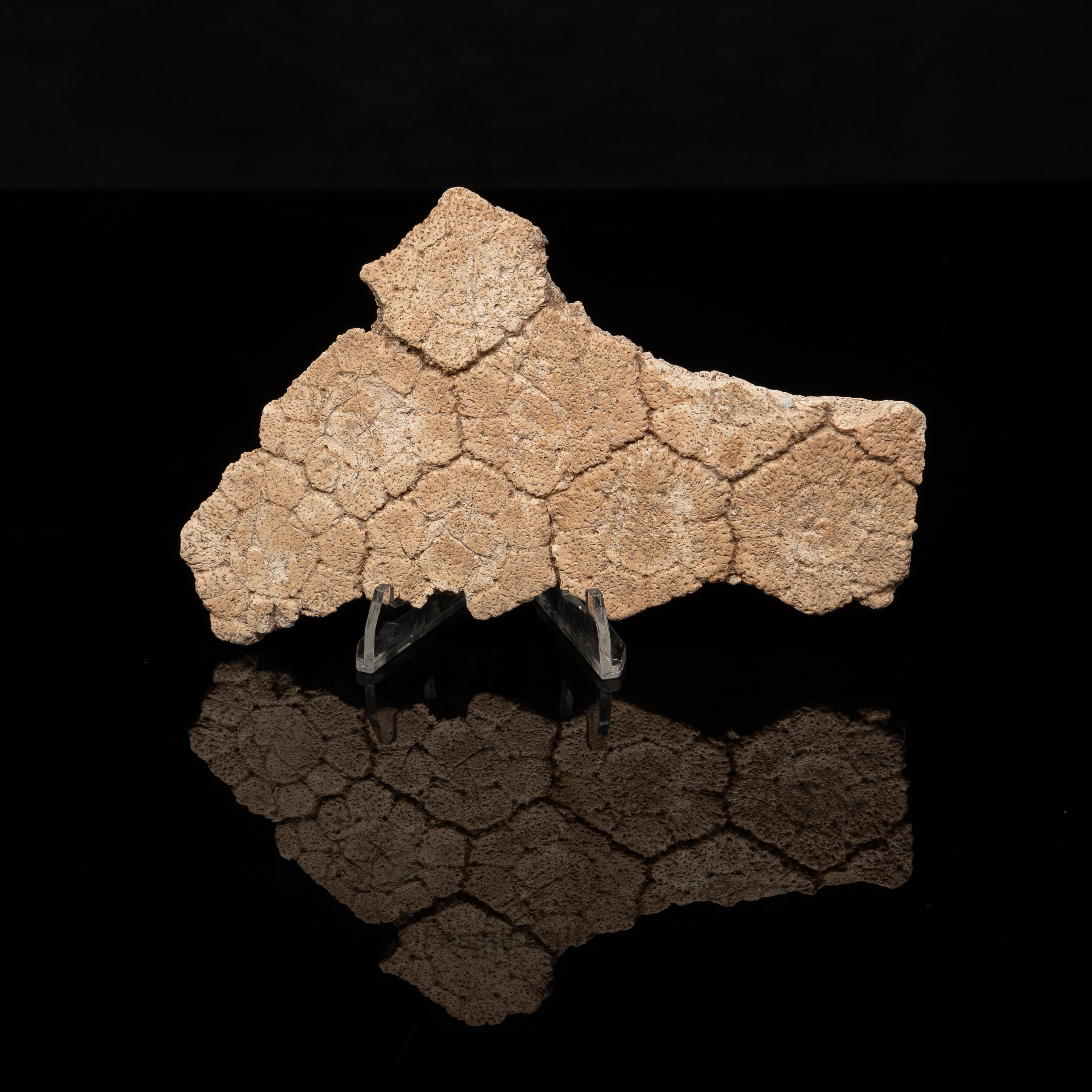 Rare Fossil Glyptodont Articulated Scutes