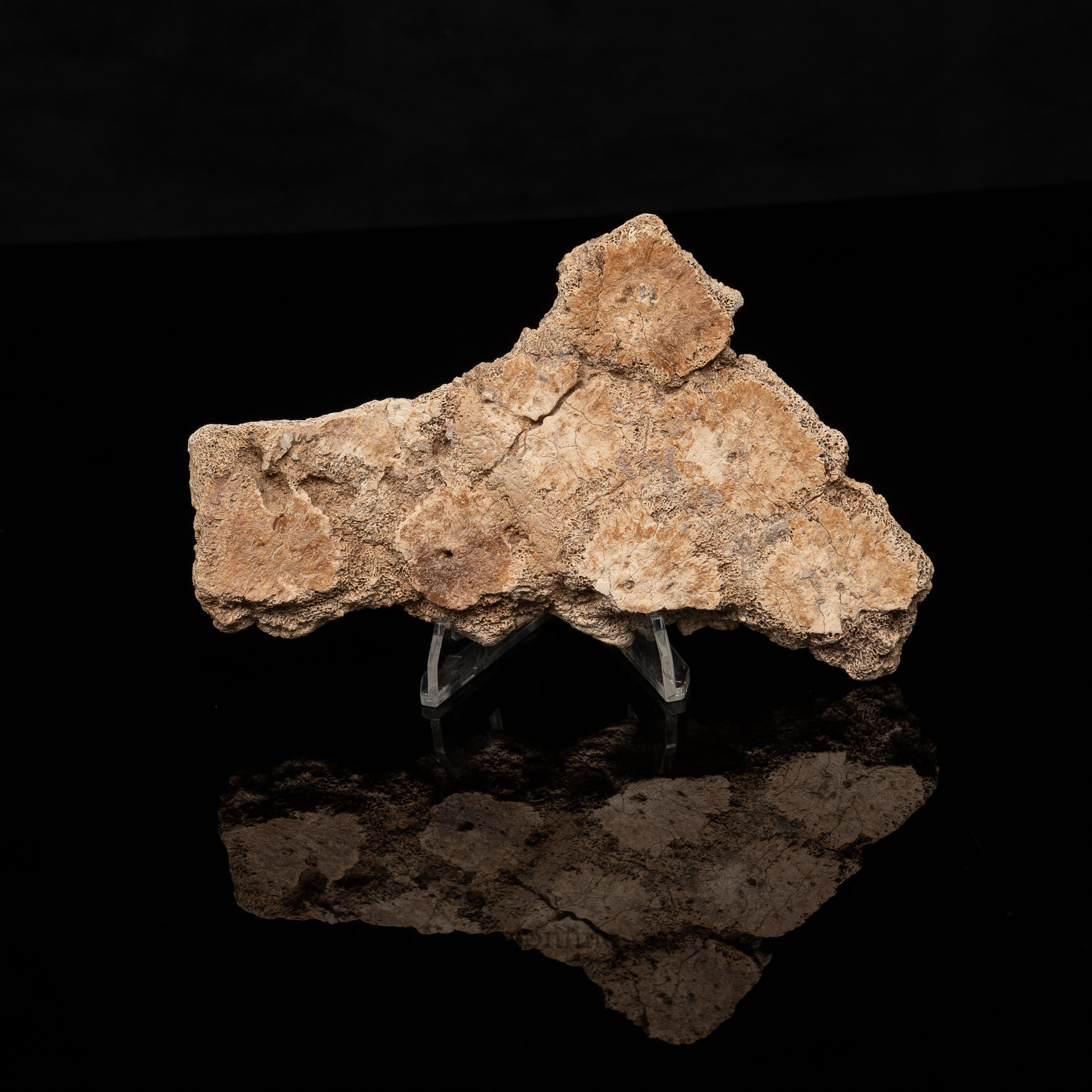 Rare Fossil Glyptodont Articulated Scutes