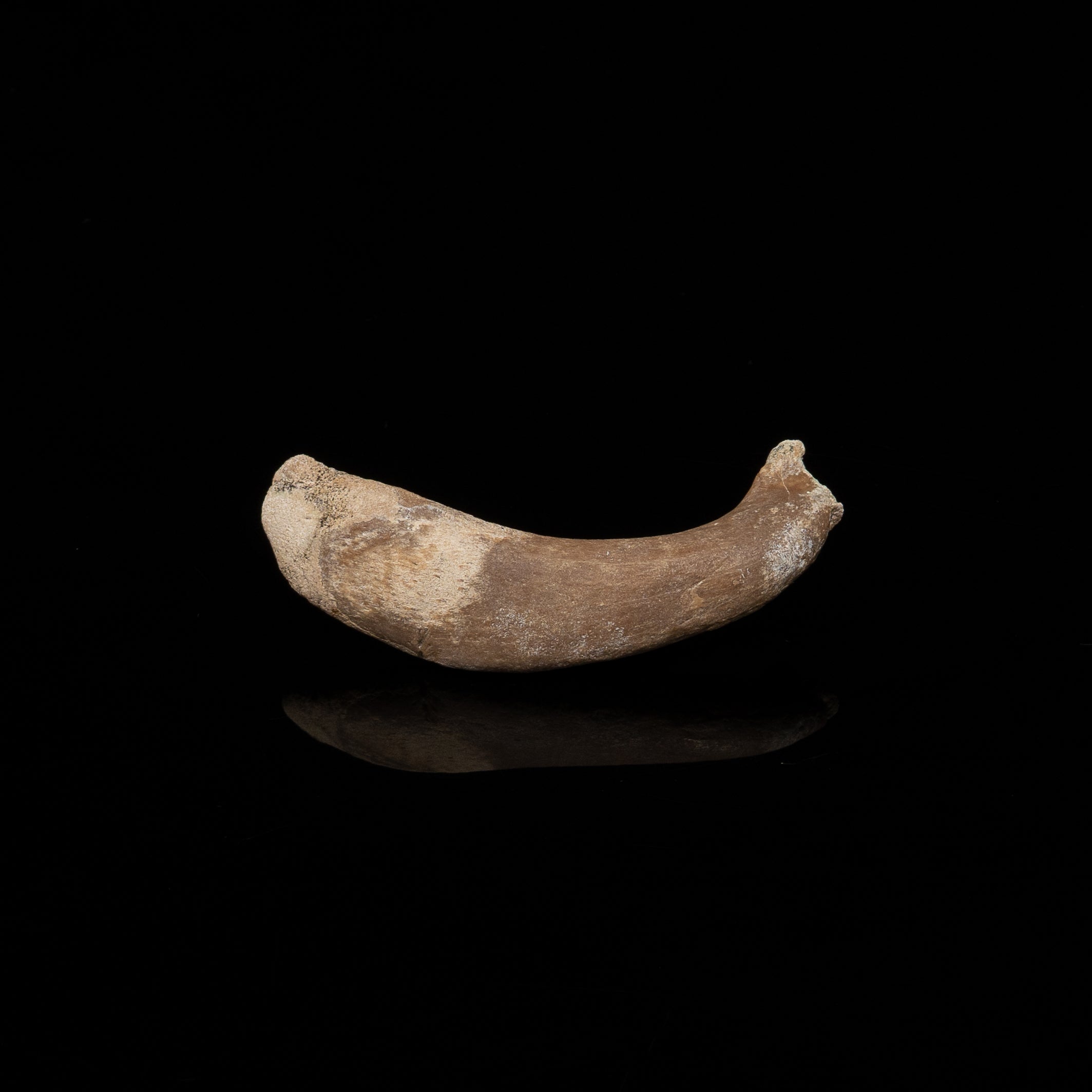 Fossil Dugong Rib