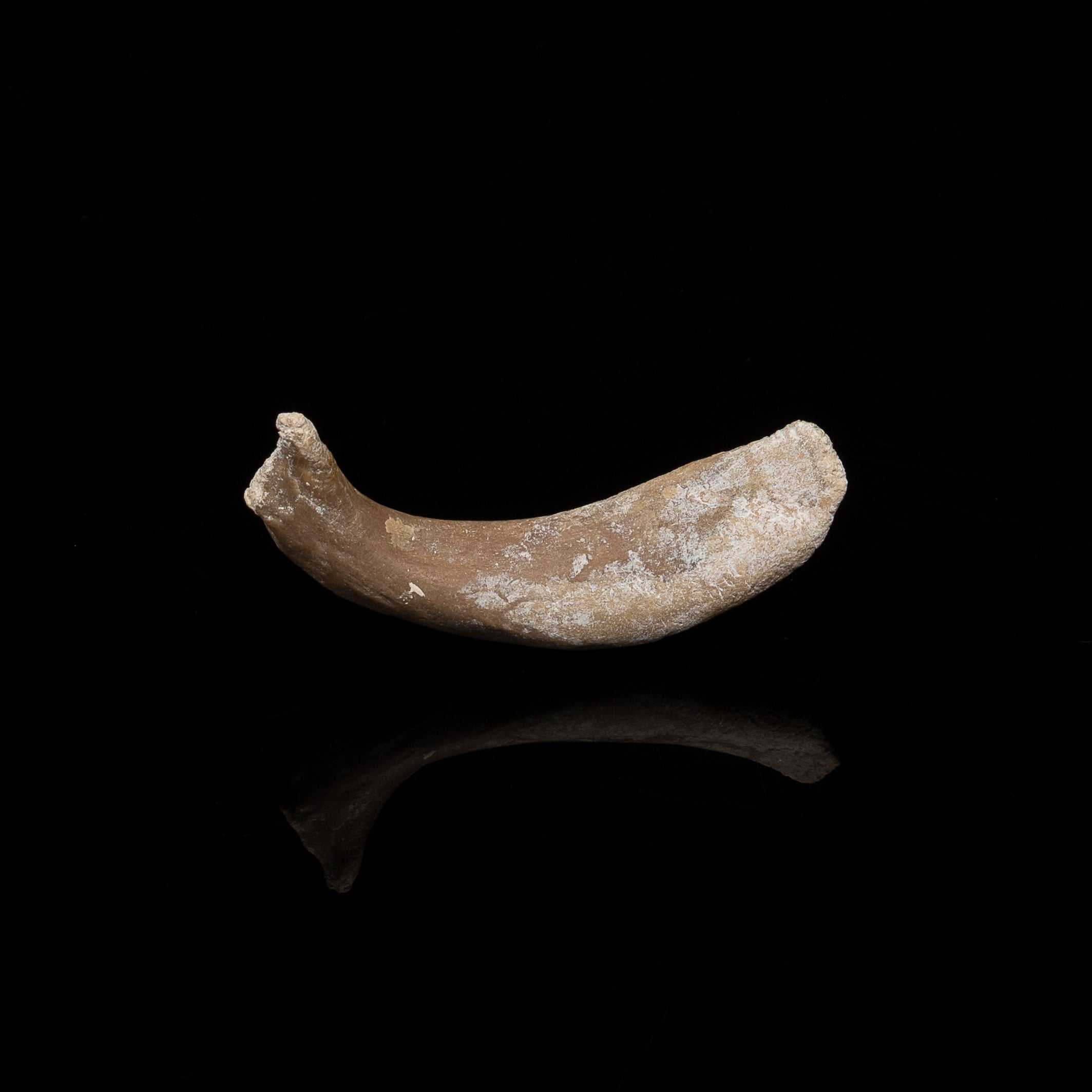 Fossil Dugong Rib