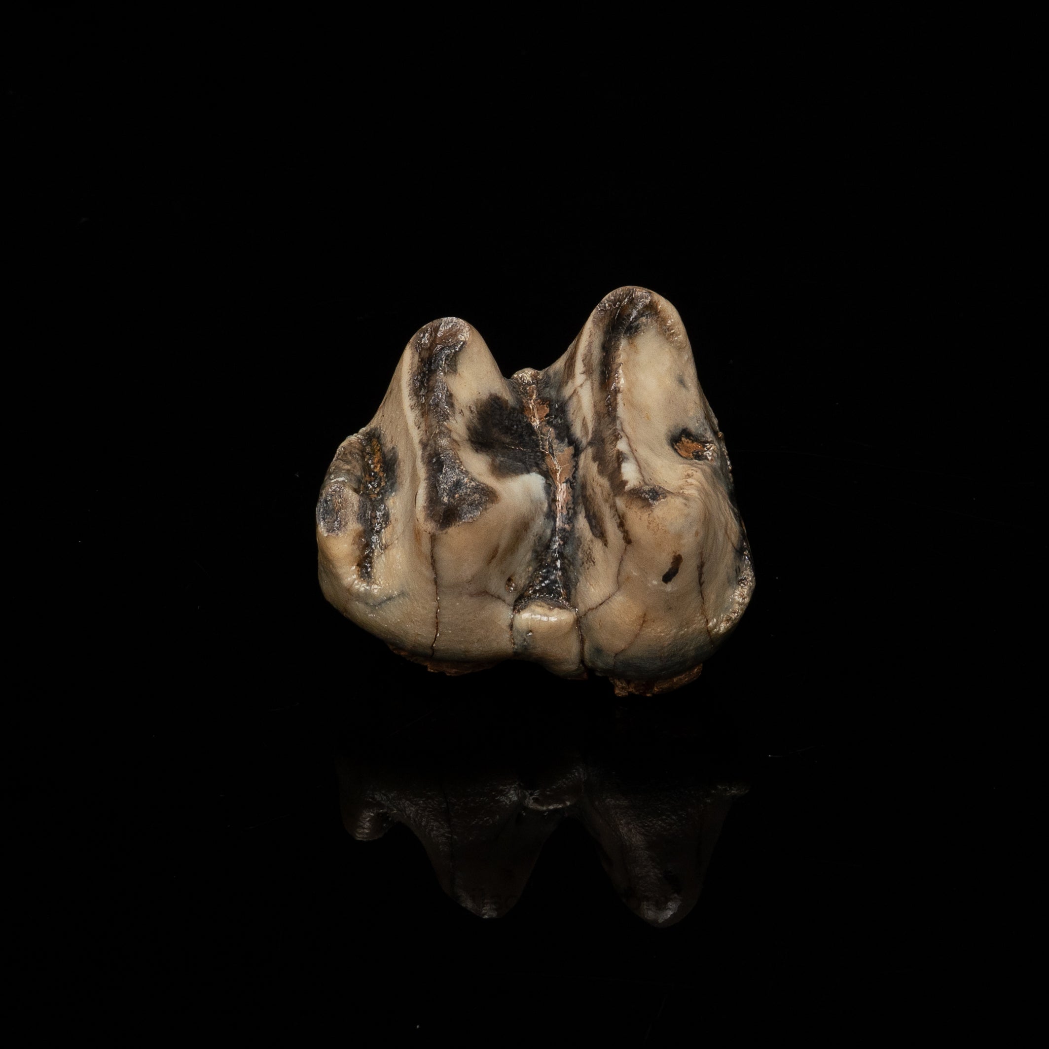Rare Deinotherium Tooth