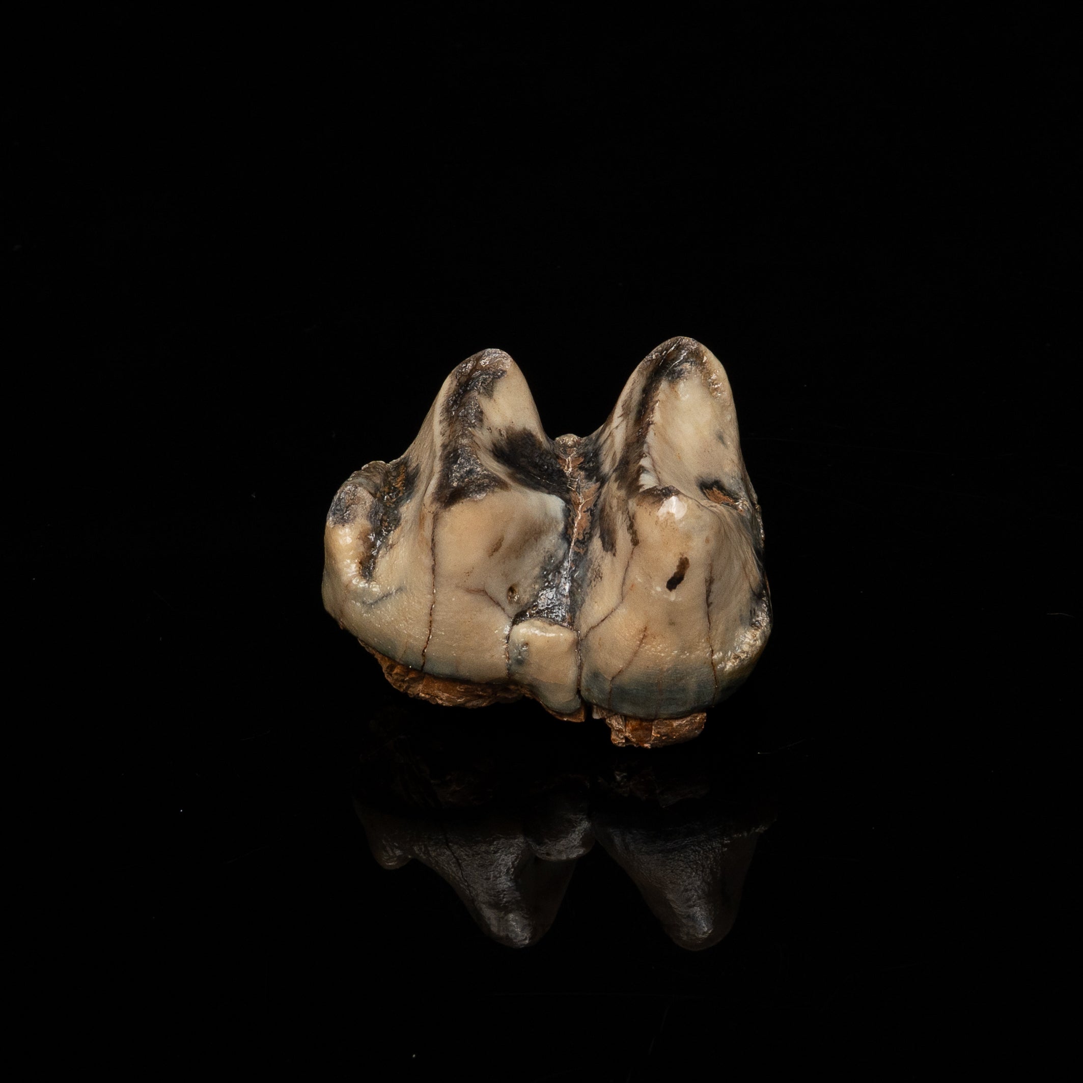 Rare Deinotherium Tooth