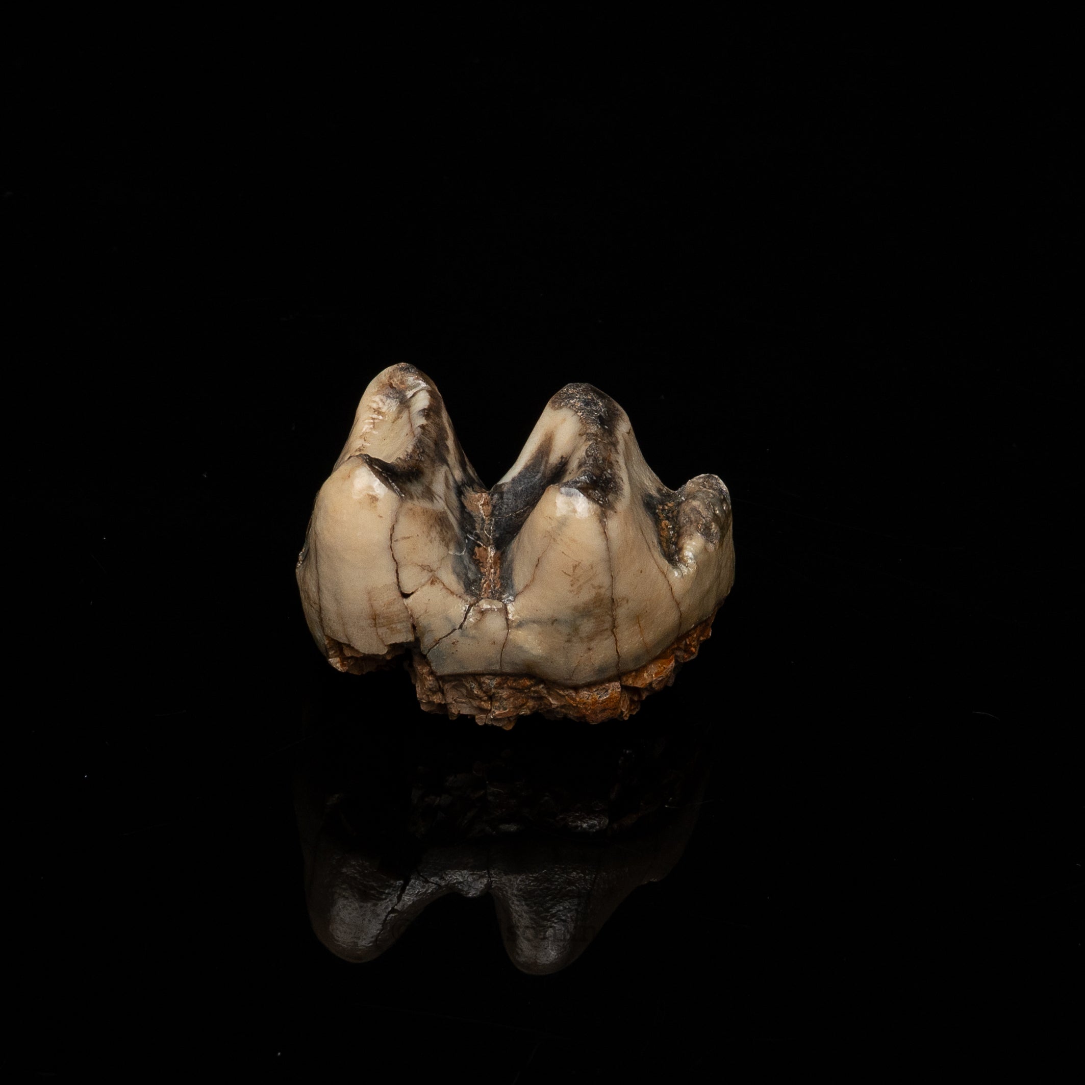 Rare Deinotherium Tooth