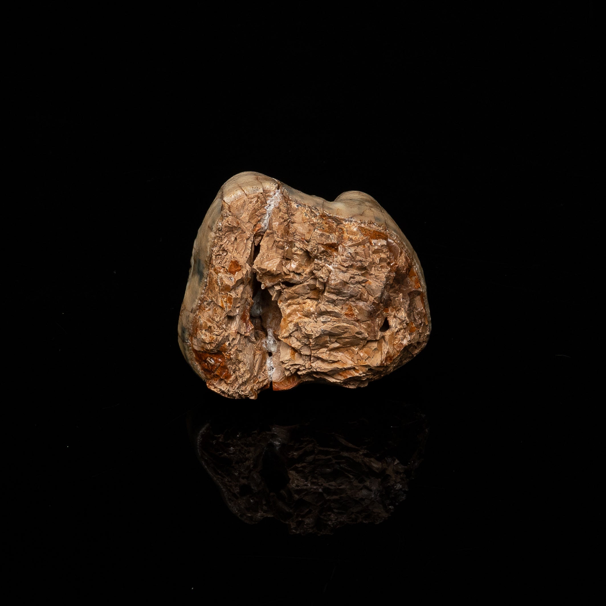 Rare Deinotherium Tooth