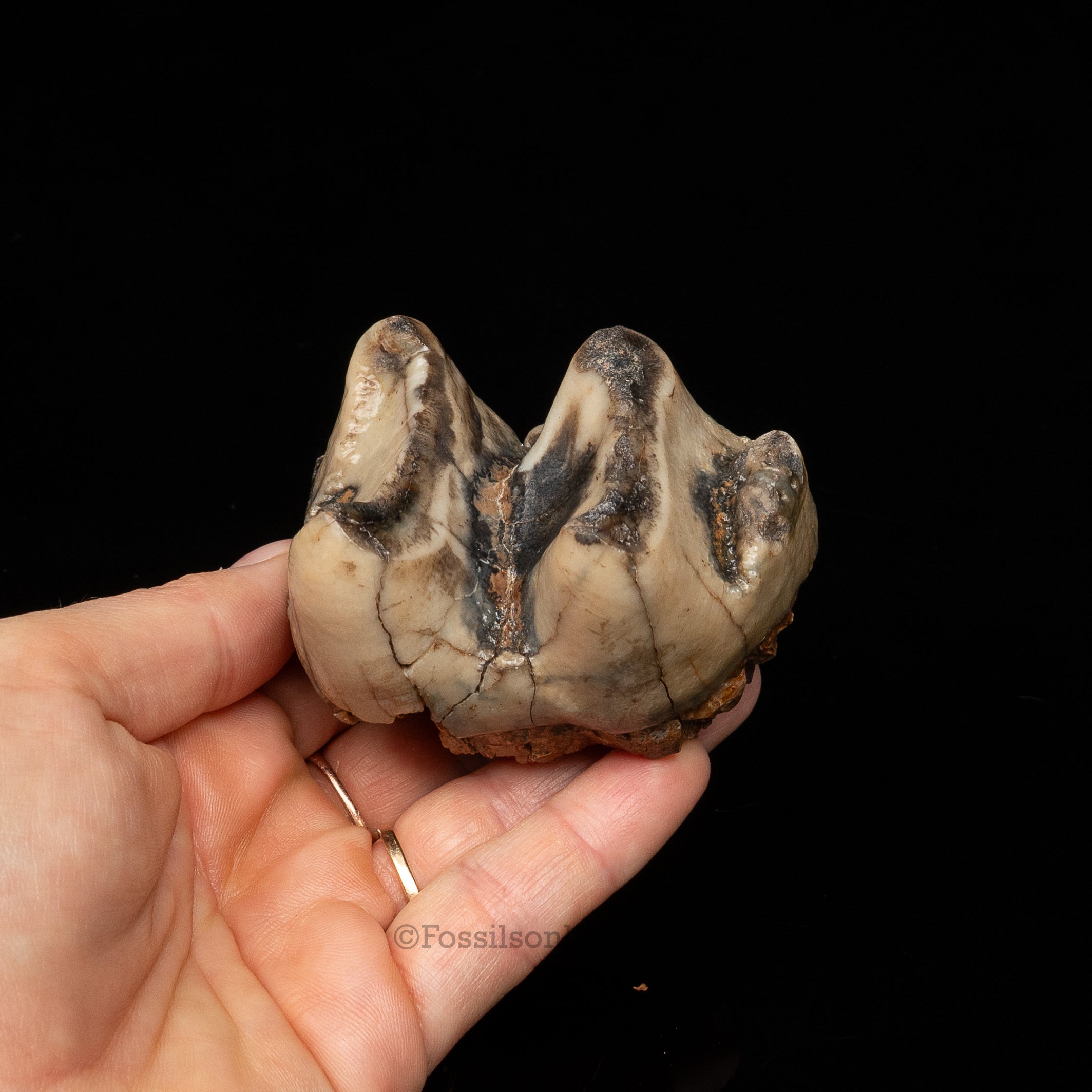 Rare Deinotherium Tooth
