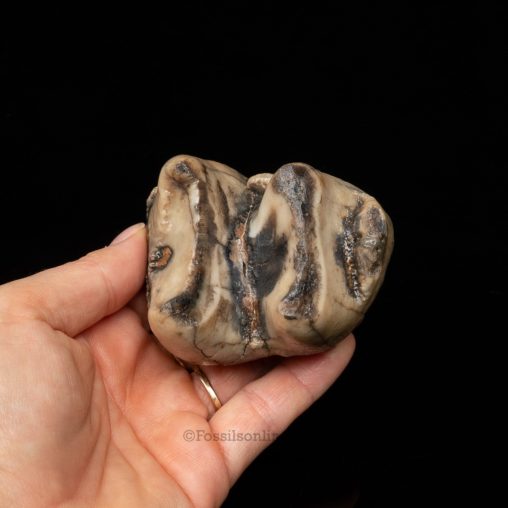 Rare Deinotherium Tooth