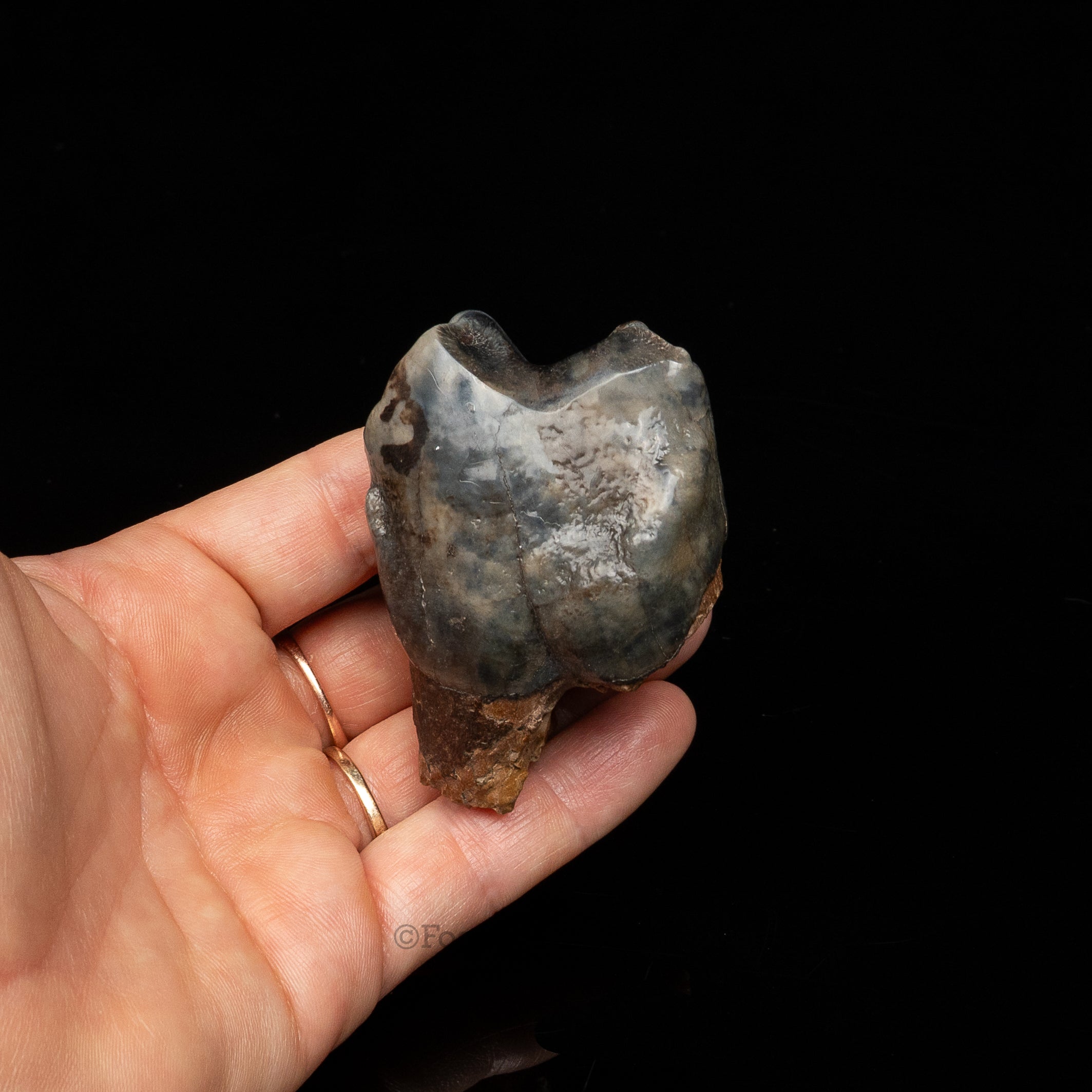 Rare Deinotherium Tooth